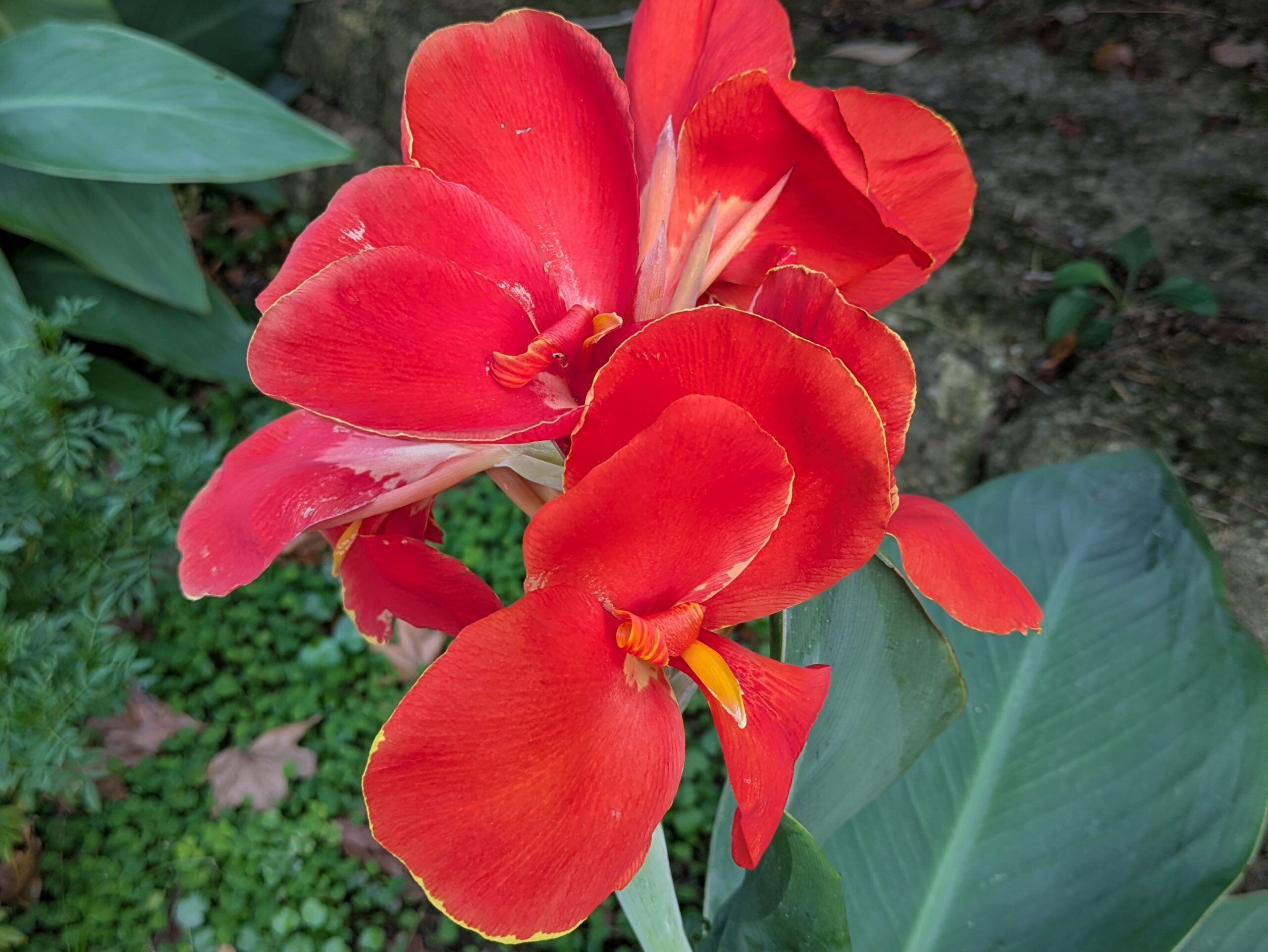 木越中央公園に咲いていた赤いカンナの花