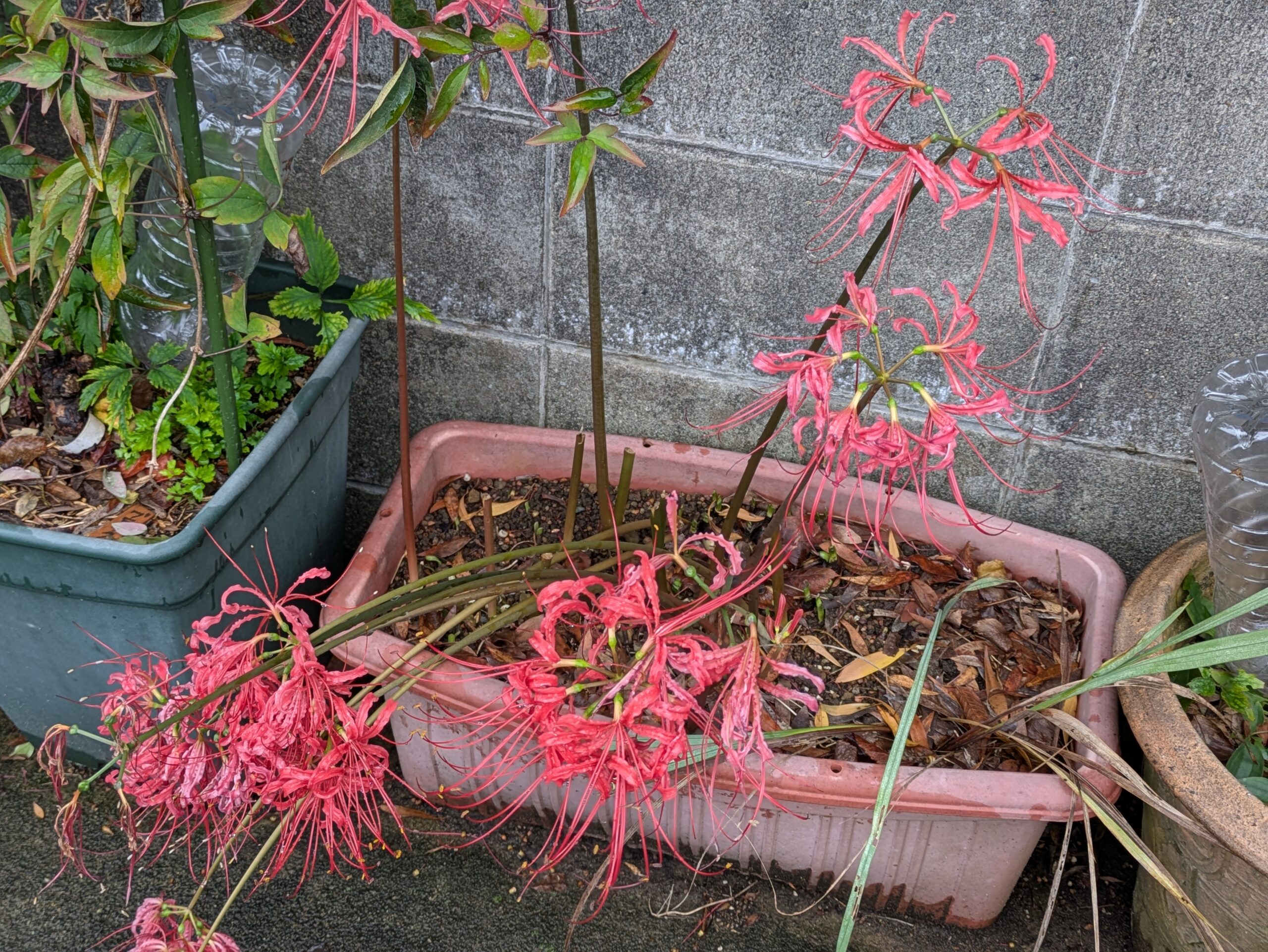 9月11日に咲いていた田中の祖母が育てていた赤い彼岸花