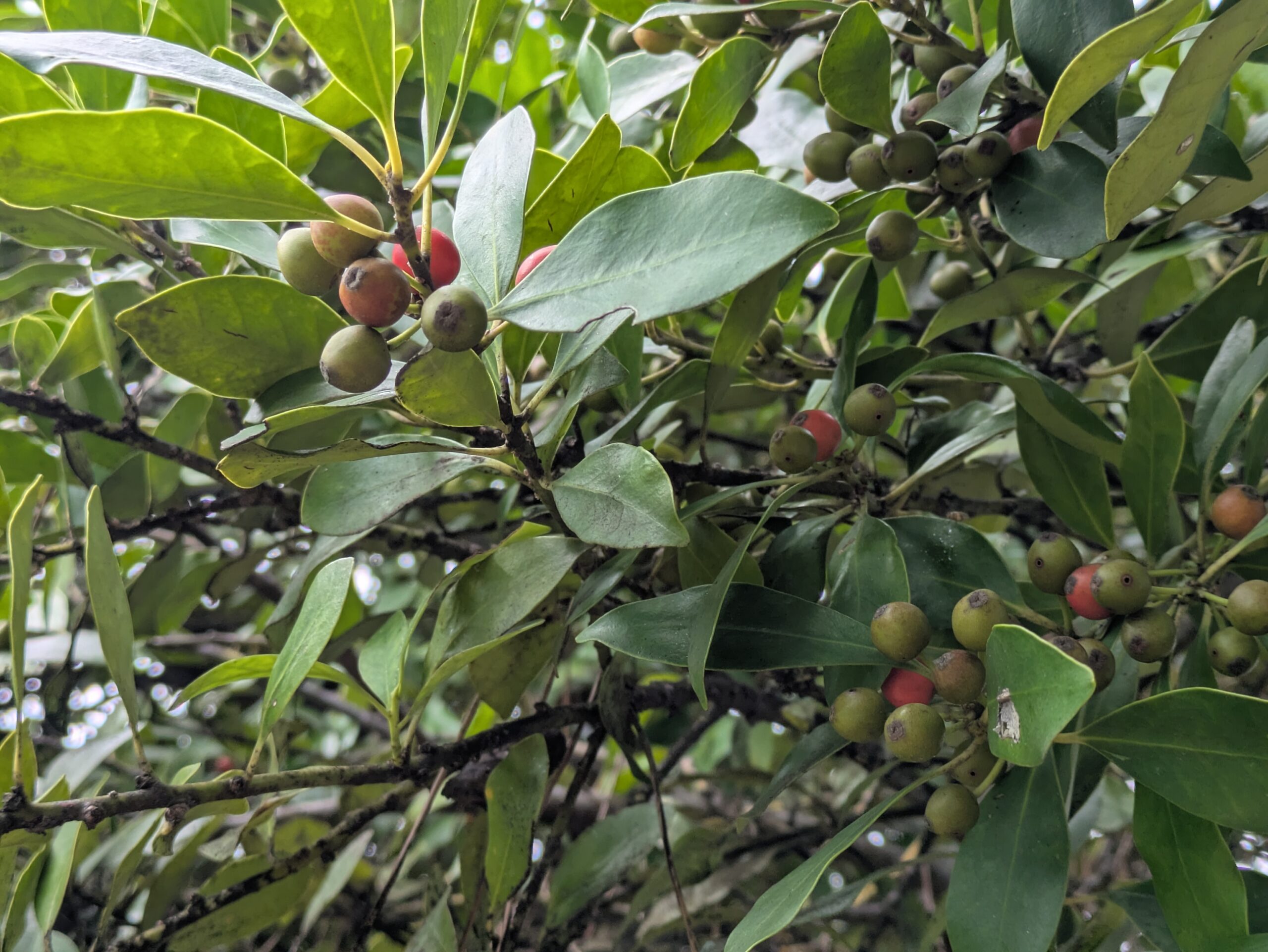 みなと公園のモチノキに付いた実