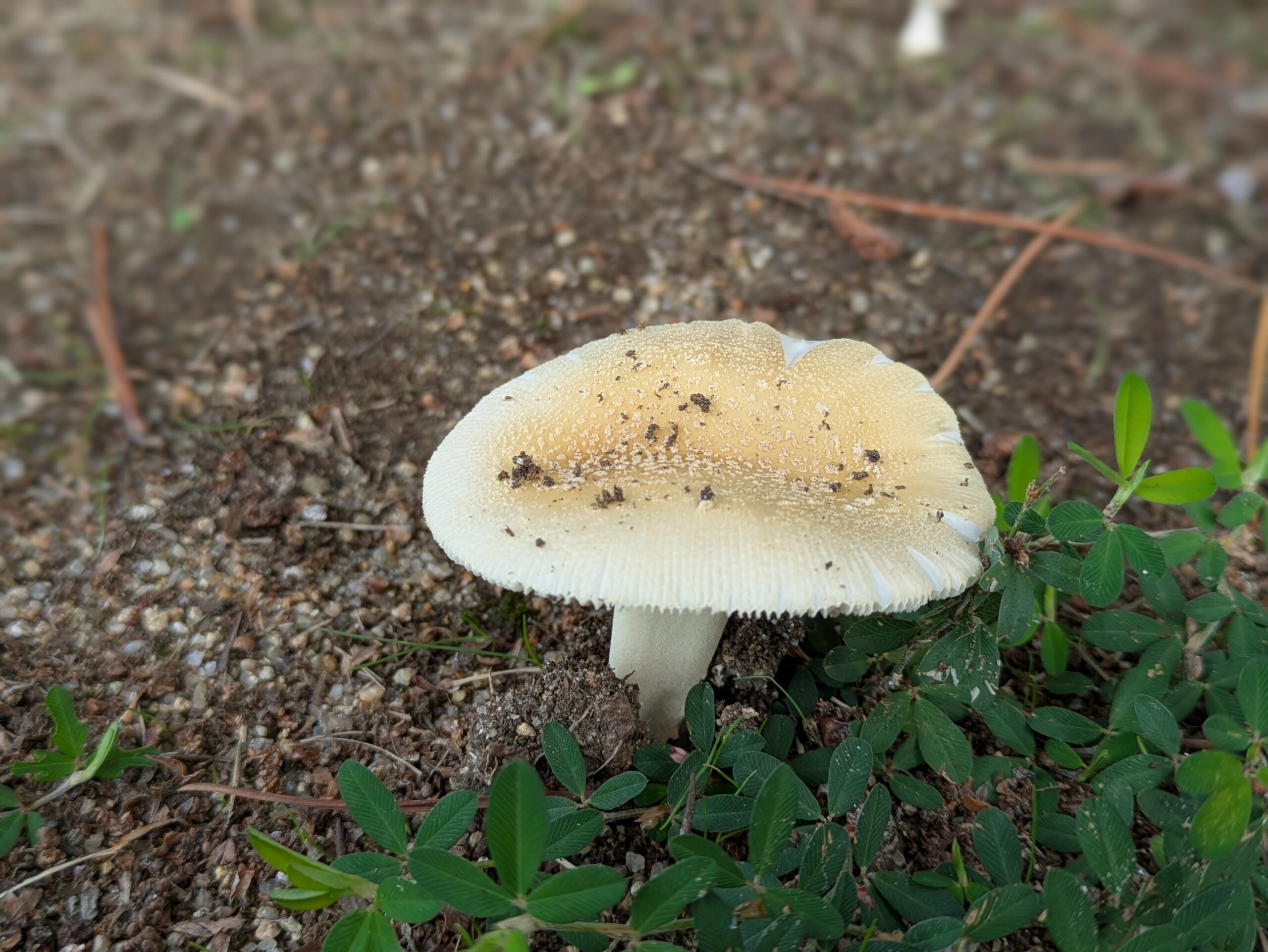 みなと公園で見つけたテングタケ属と思われるキノコ