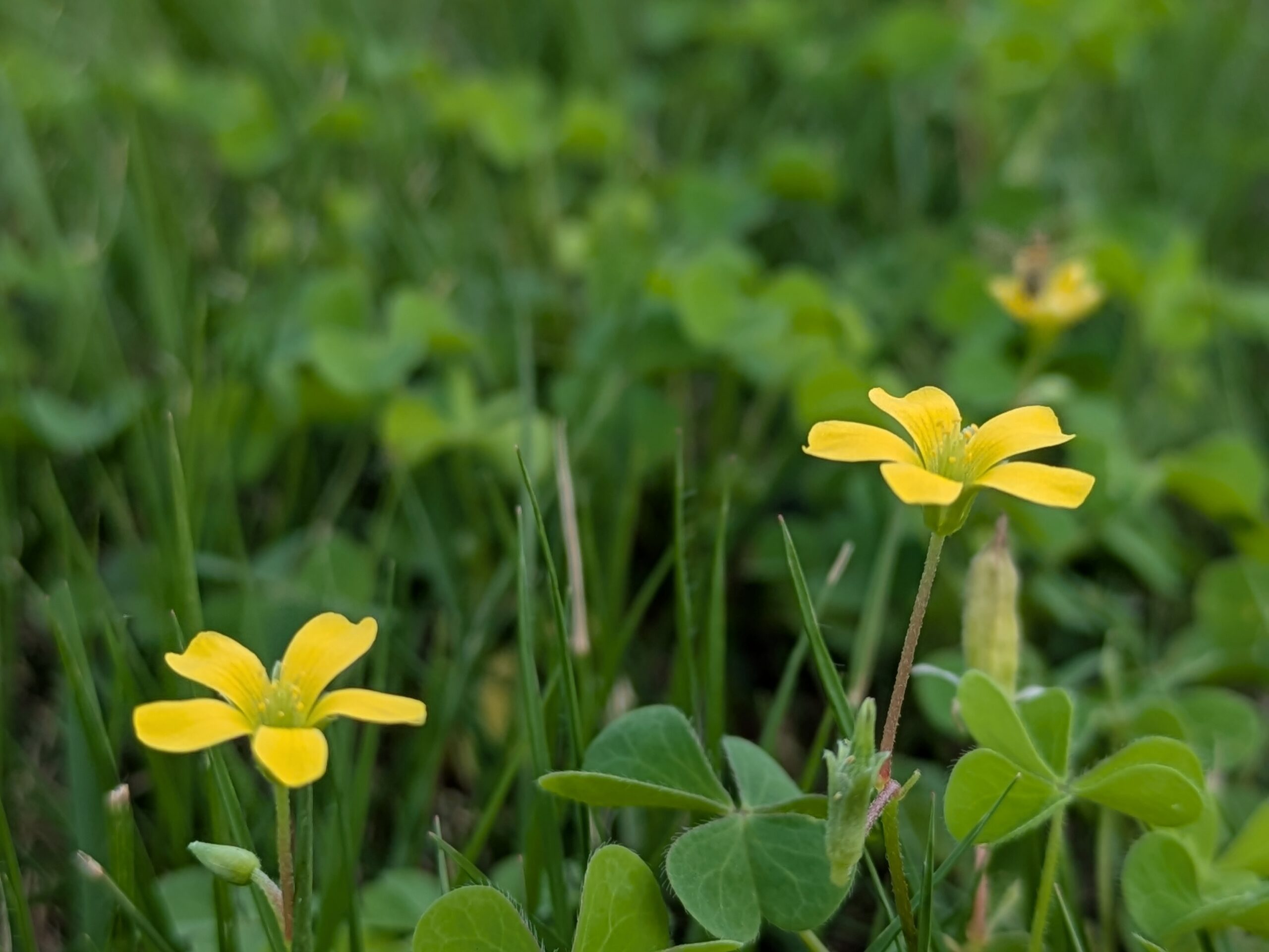 みなと公園の芝生に咲く黄色いカタバミの花