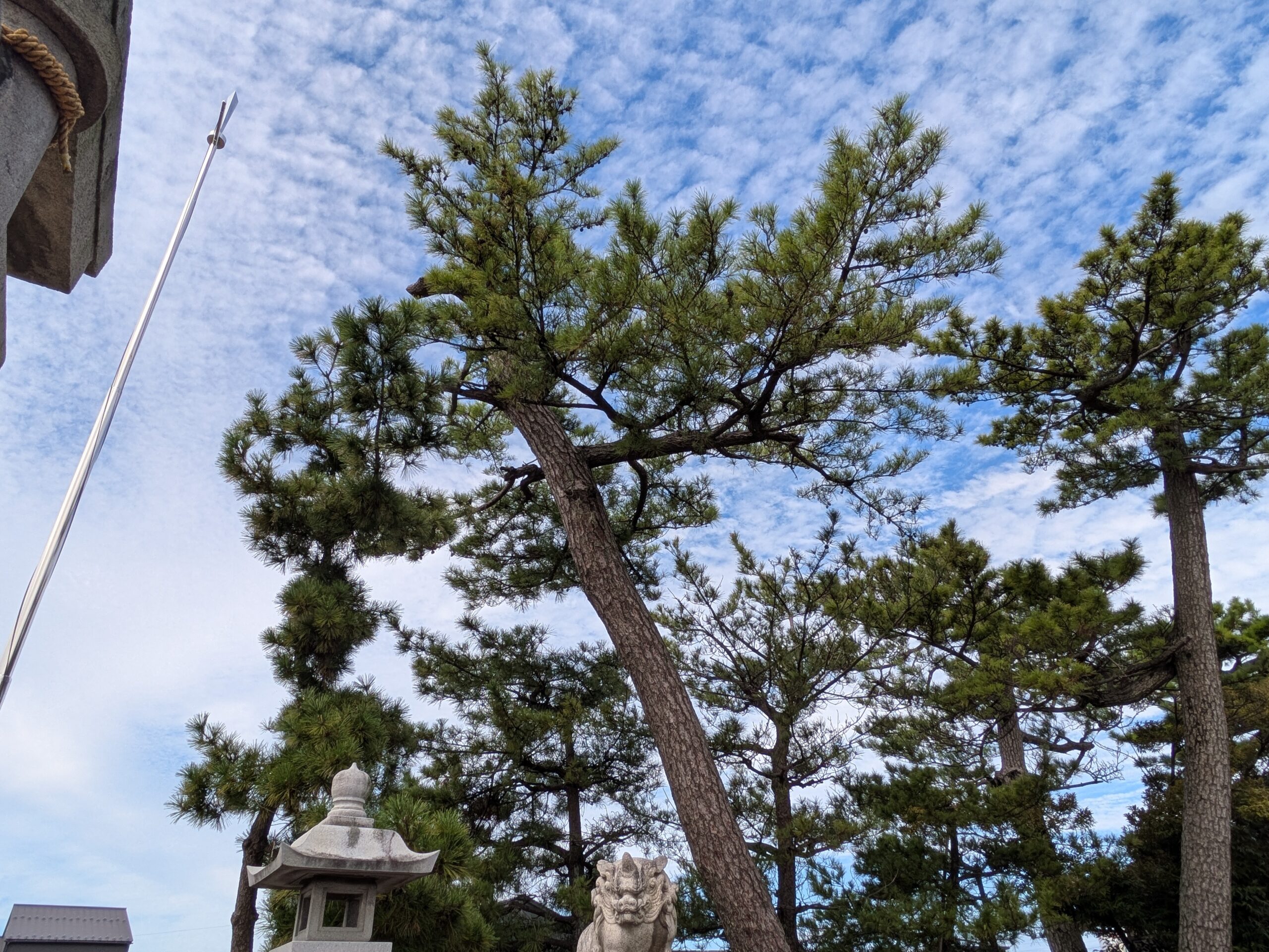 白鳩神社境内に並ぶ大きな松の木