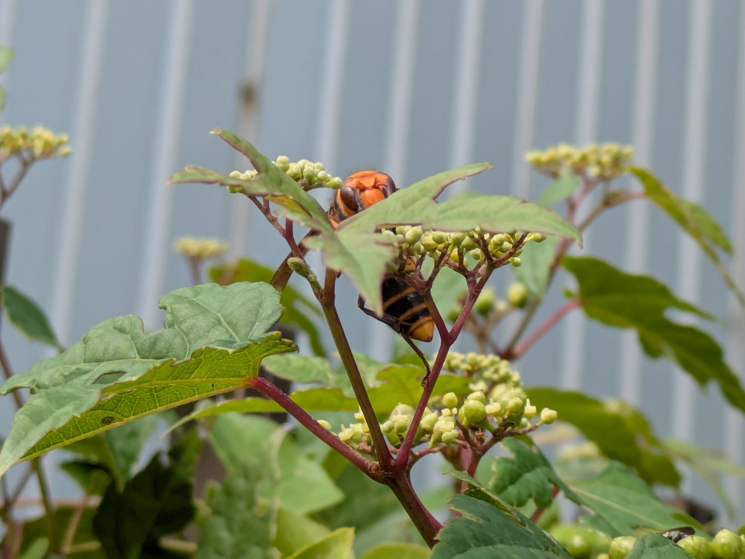 ノブドウの花に集まっていたスズメバチ