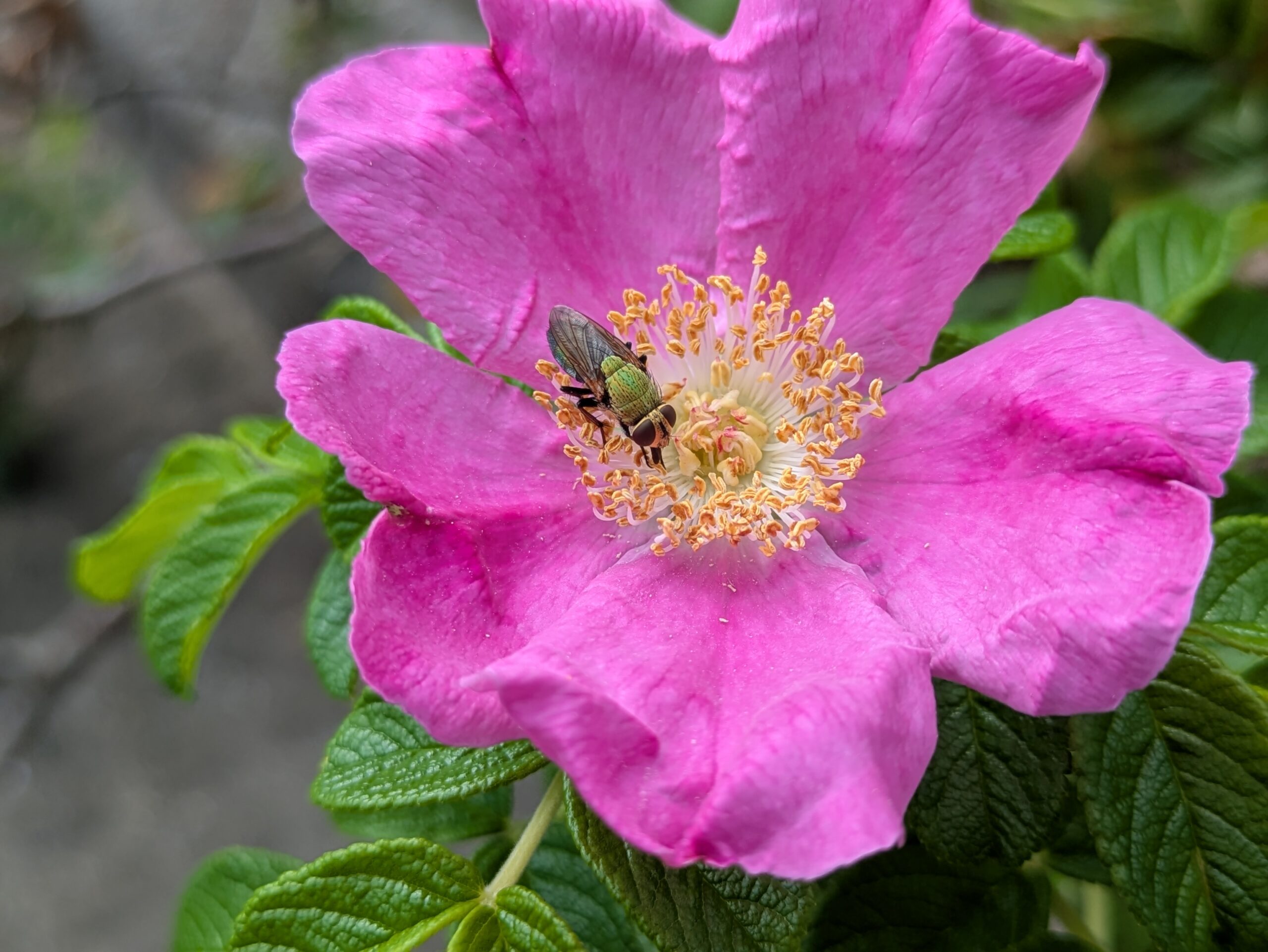 大野お台場公園のハマナスの花とシリブトミドリバエ