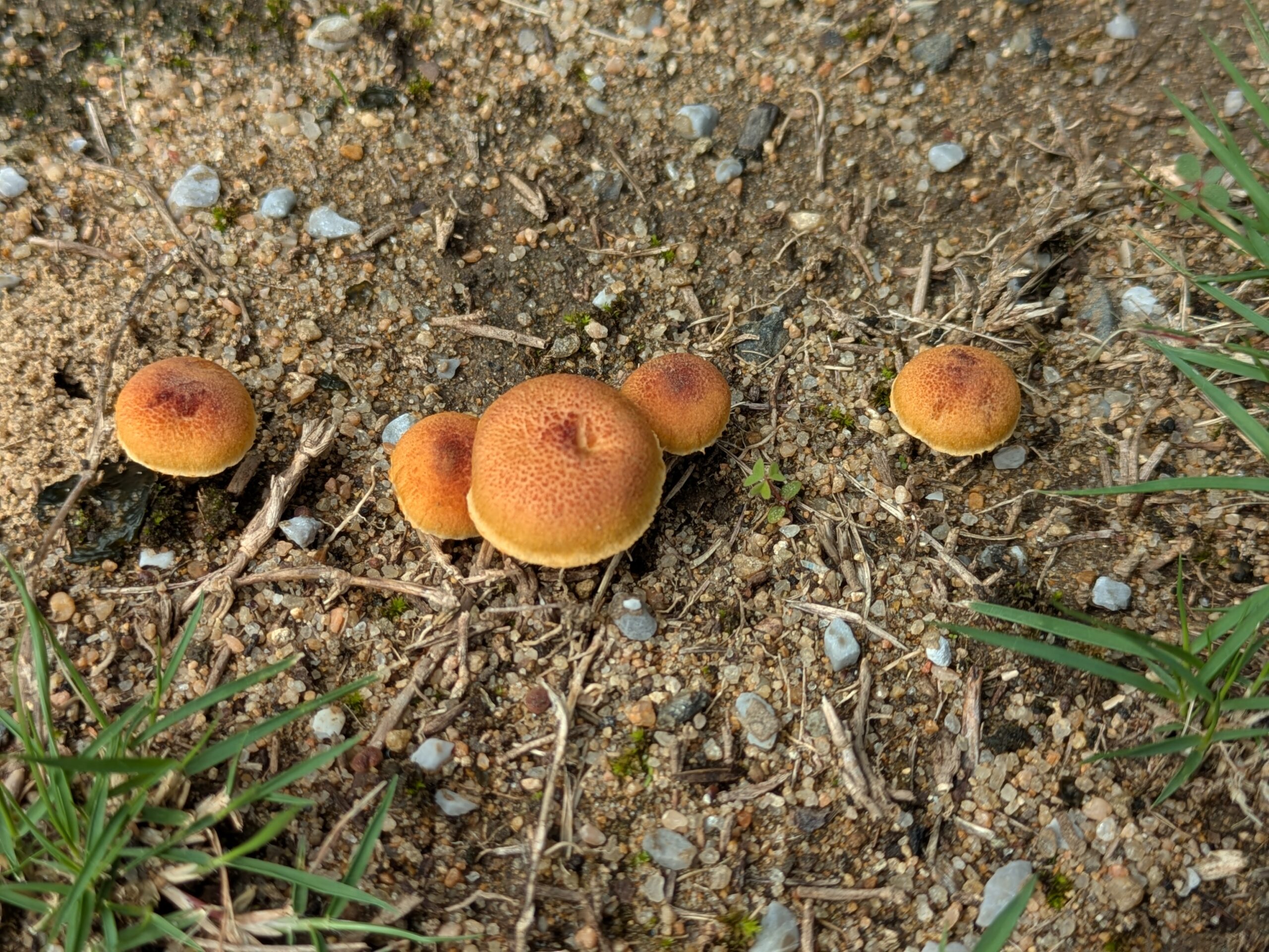 大野お台場公園で見つけた小さな茶色いキノコ
