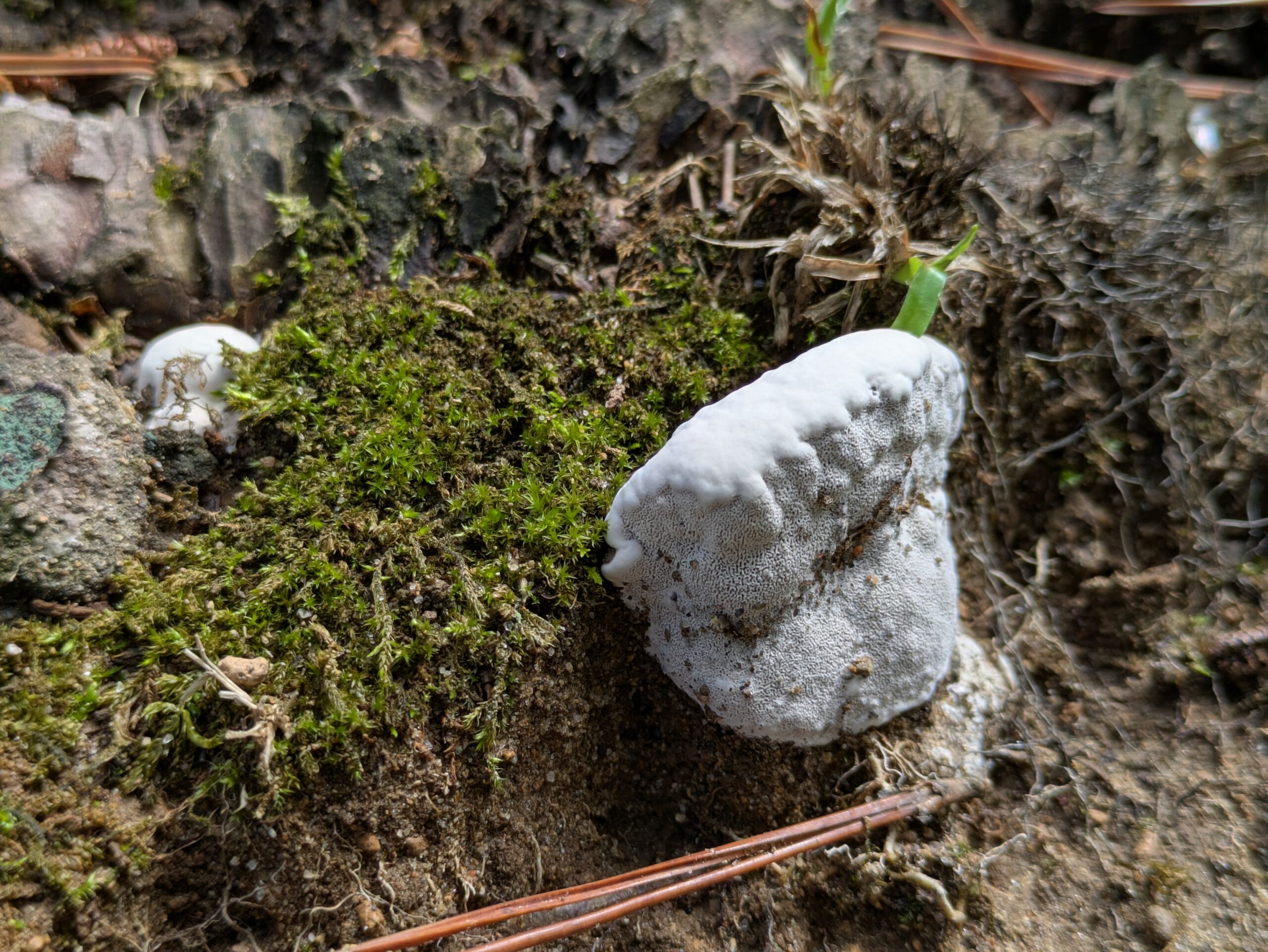 大野お台場公園の木の近くで見つけた白いキノコ