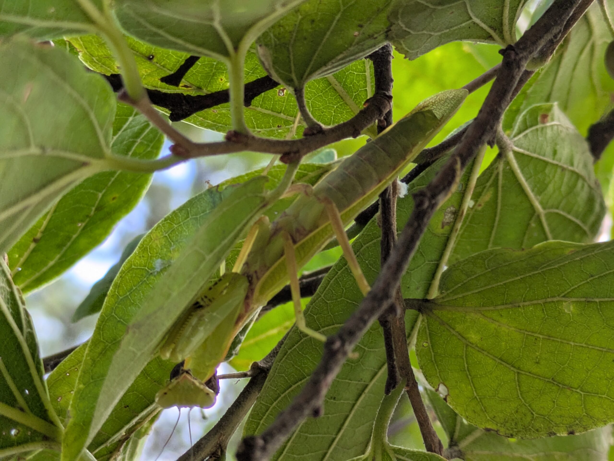 エノキの葉の間に隠れていたハラビロカマキリ