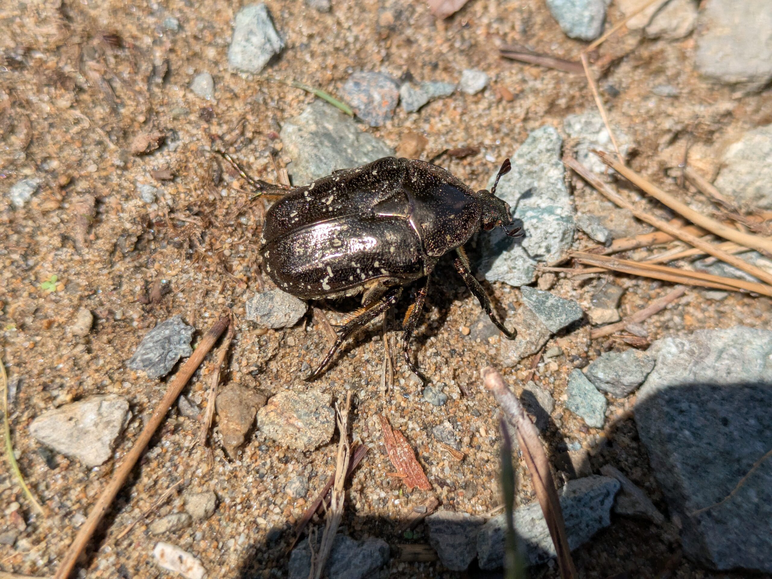 大野やすらぎの林で見つけたシロテンハナムグリ
