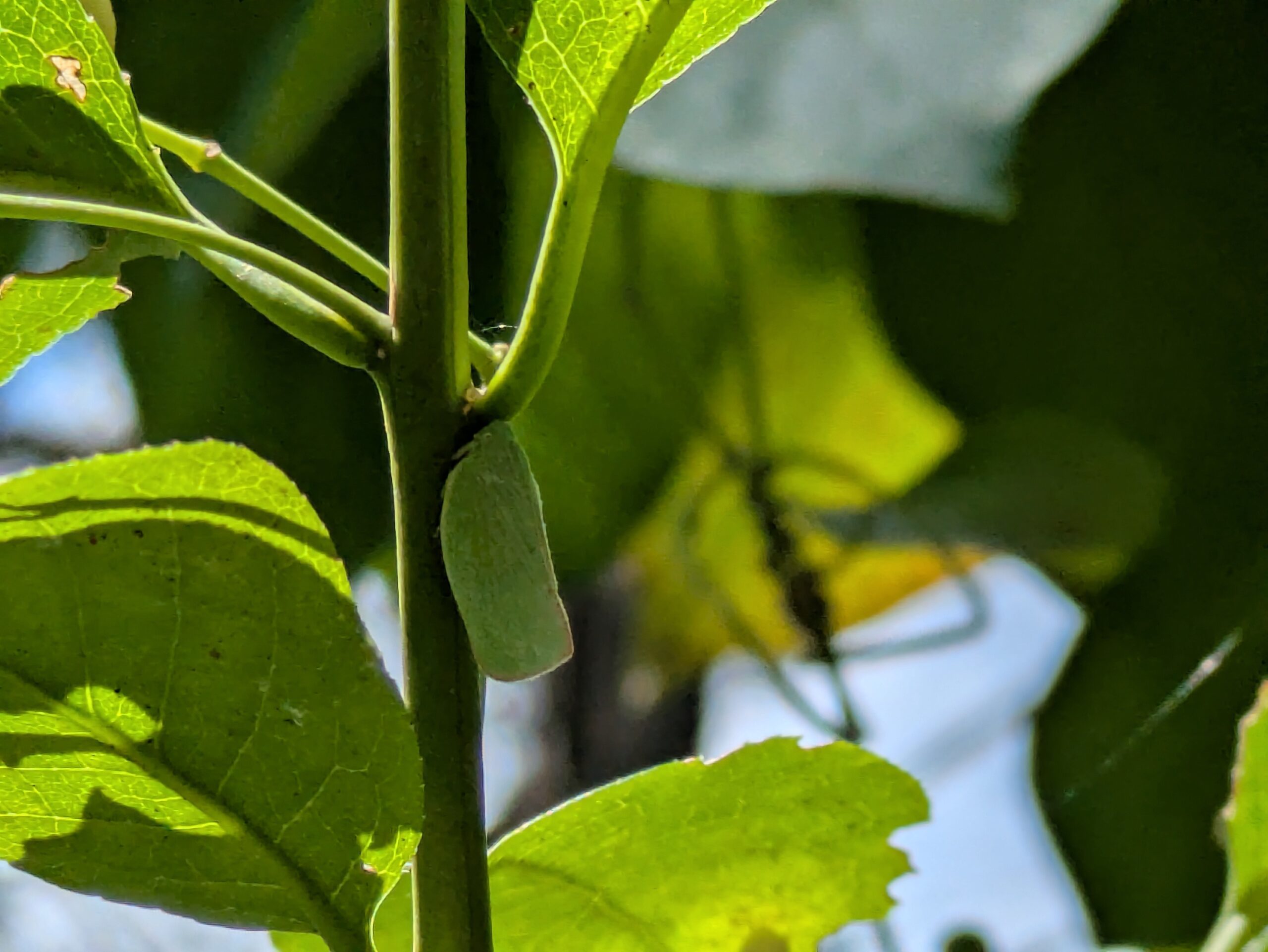 大野やすらぎの林で見つけたアオバハゴロモの成虫
