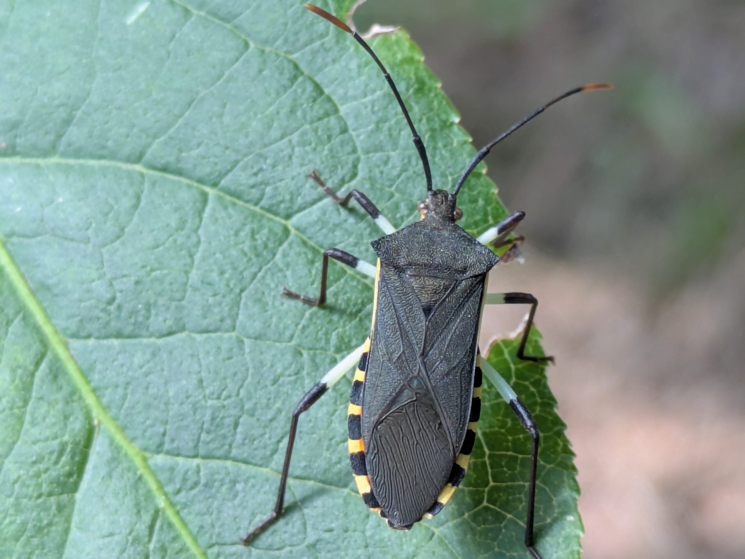 マユミの葉にいたキベラヘリカメムシの成虫