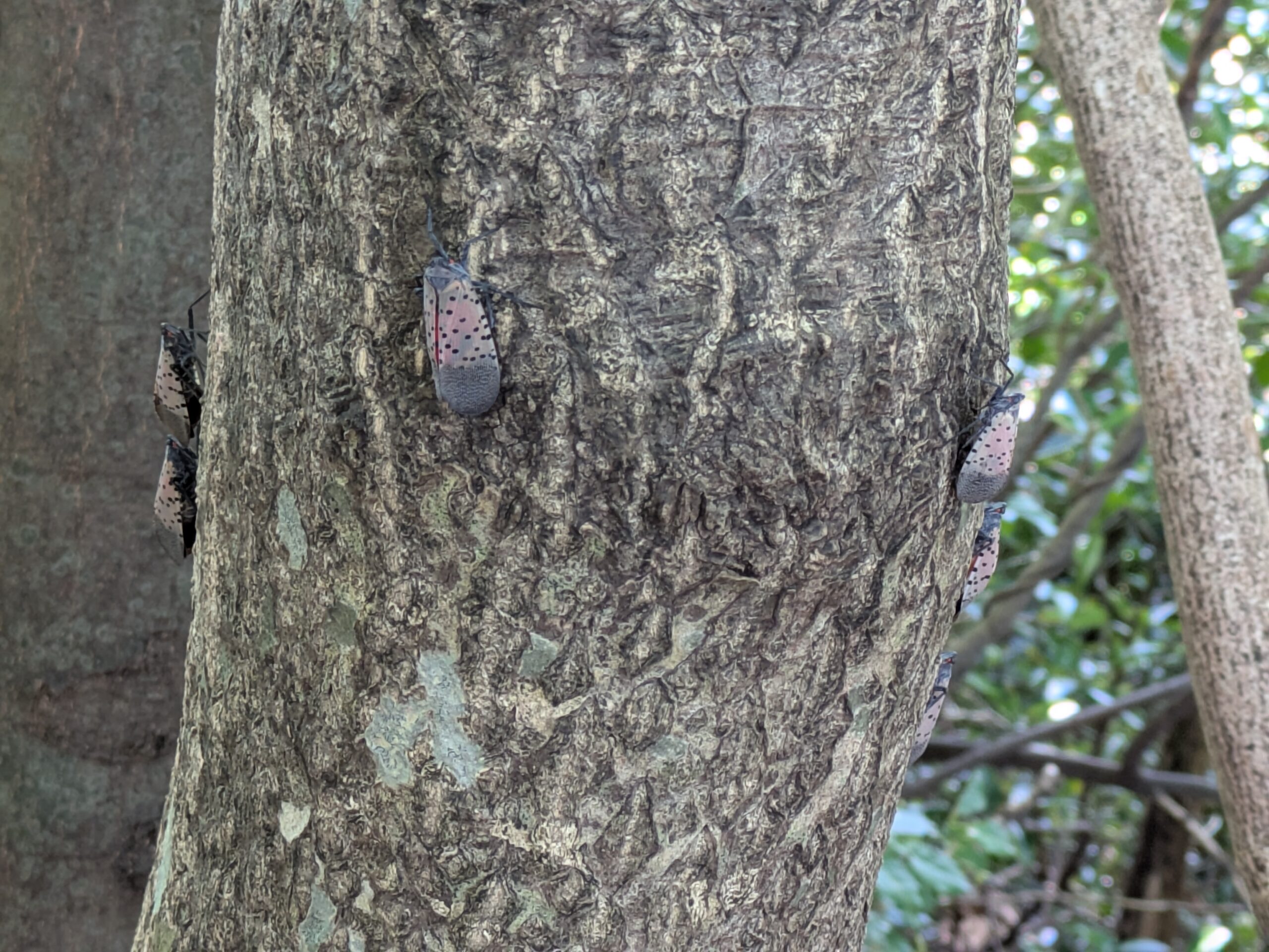 ニワウルシの幹に集まった多数のシタベニハゴロモ
