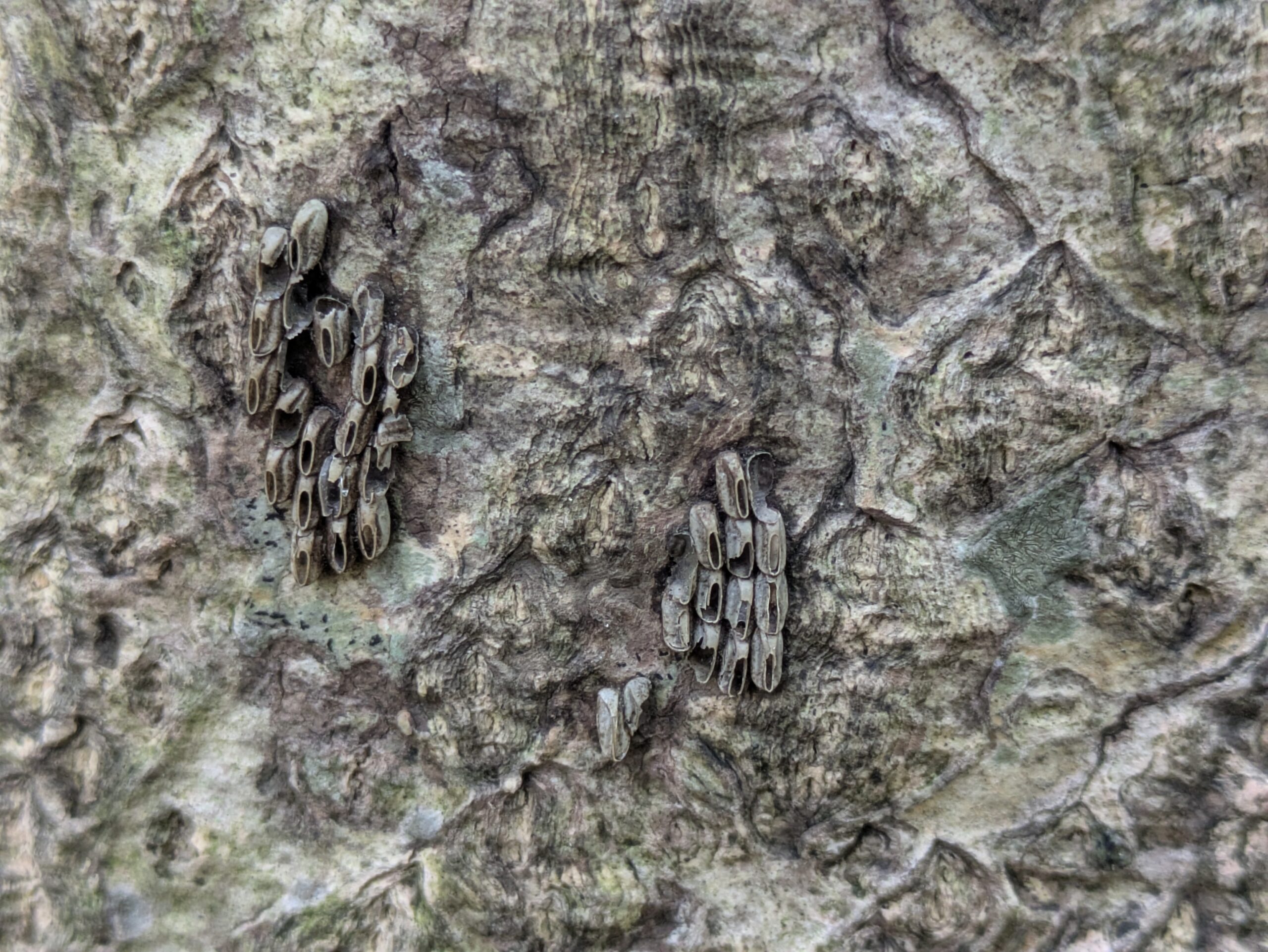 ニワウルシの幹に残っていたシタベニハゴロモの孵化後と思われる卵跡