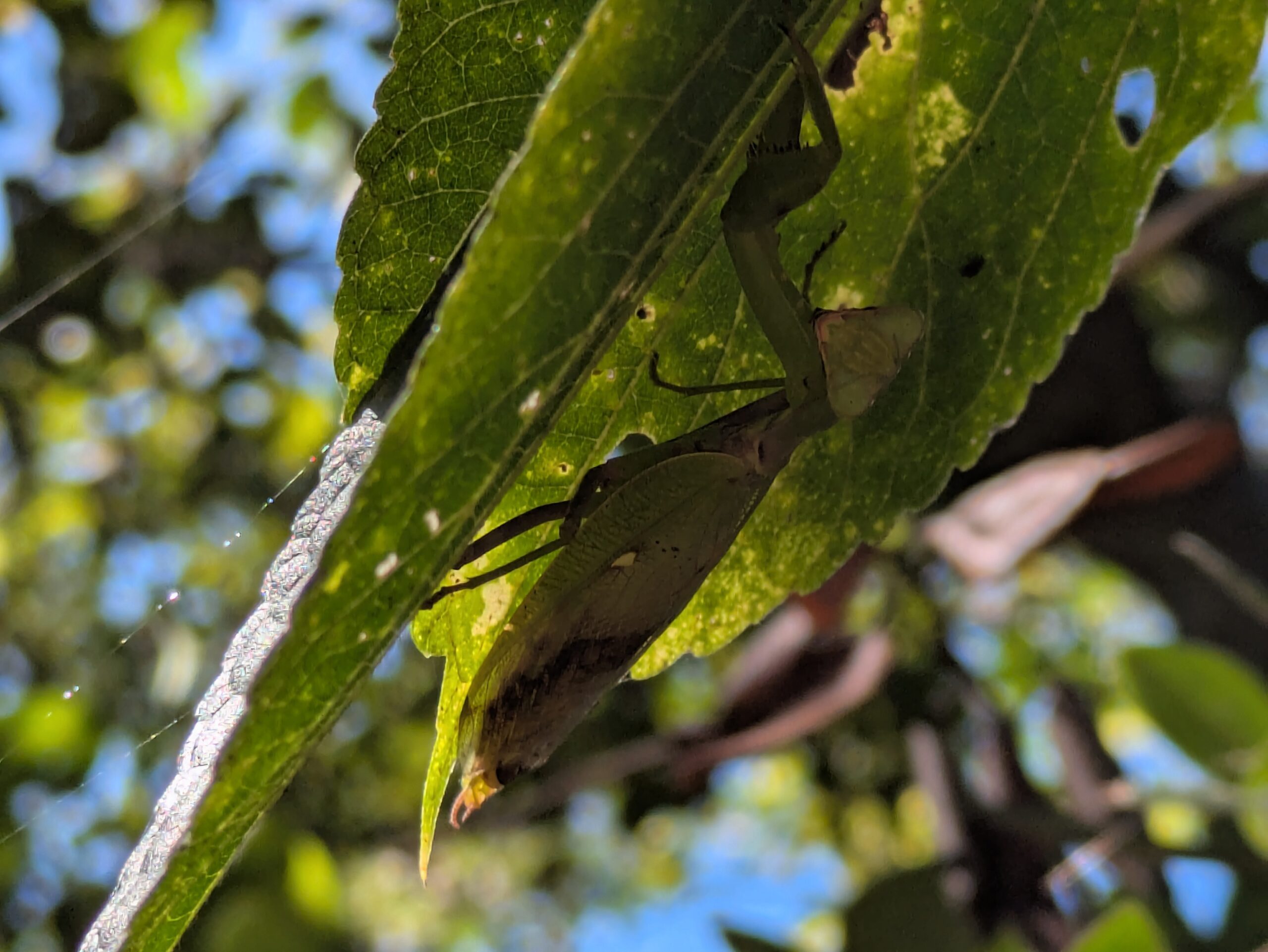 葉っぱの陰に隠れていたハラビロカマキリ