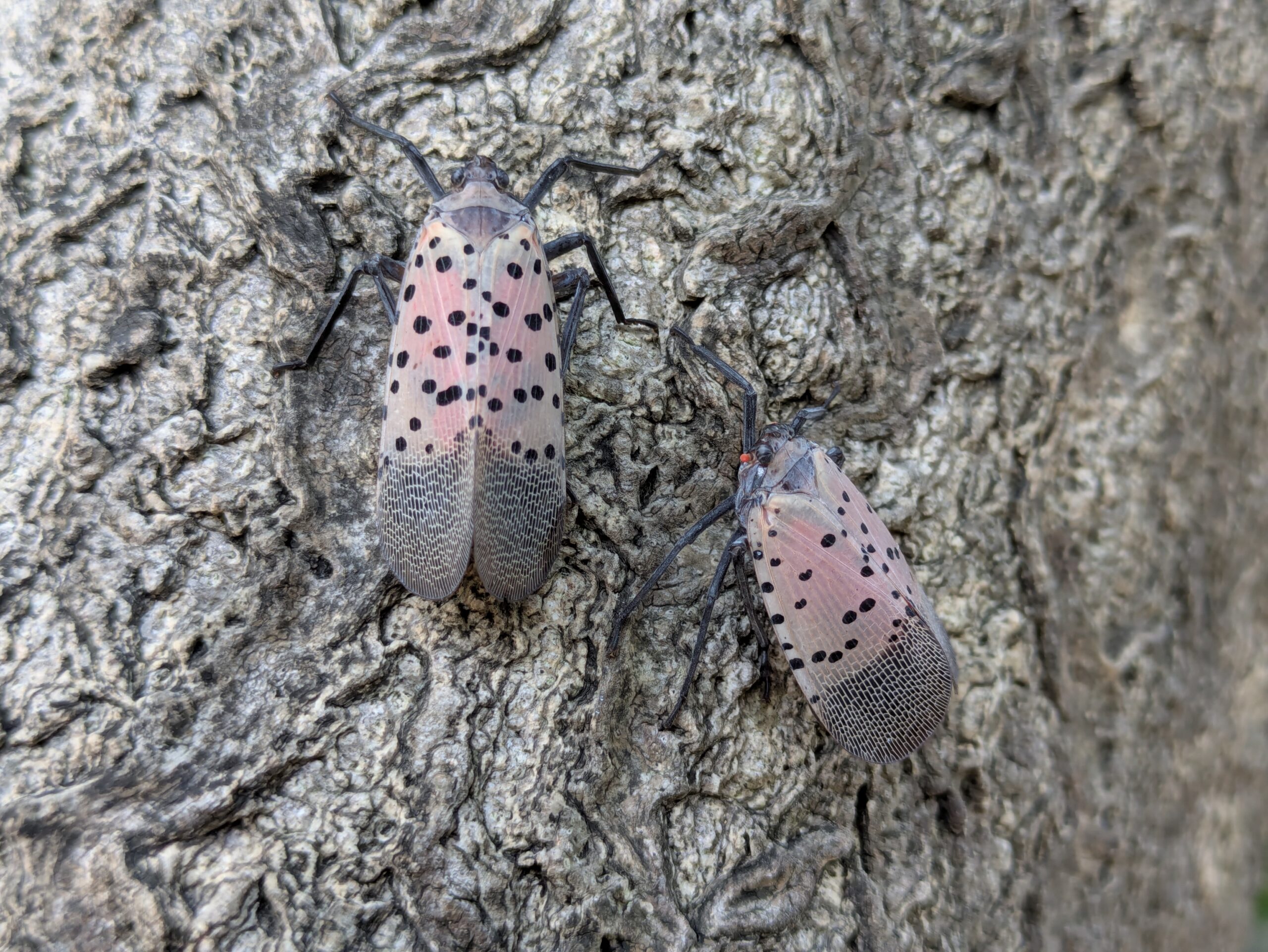 大野やすらぎの林で撮影したシタベニハゴロモの成虫