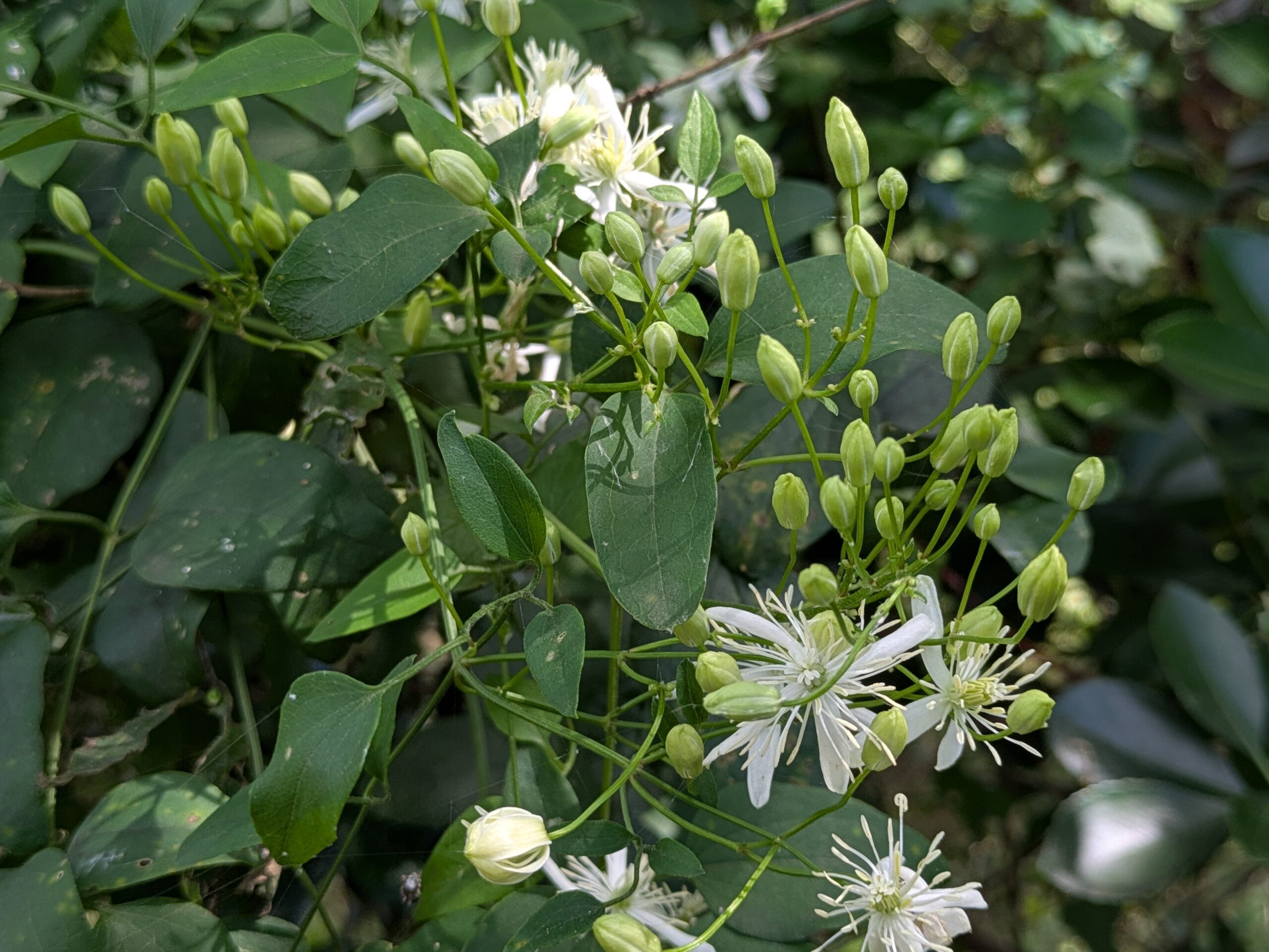 センニンソウの花とつぼみ