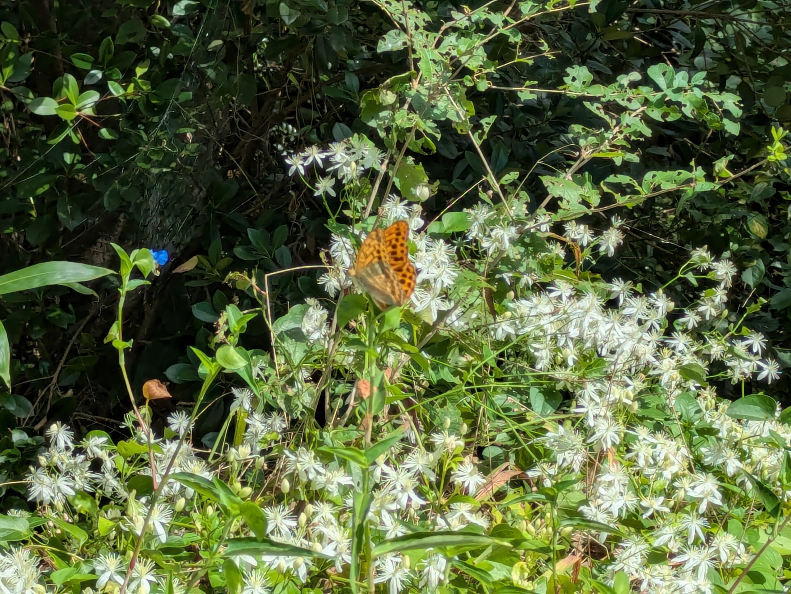 センニンソウの花に来ていたヒョウモンチョウ