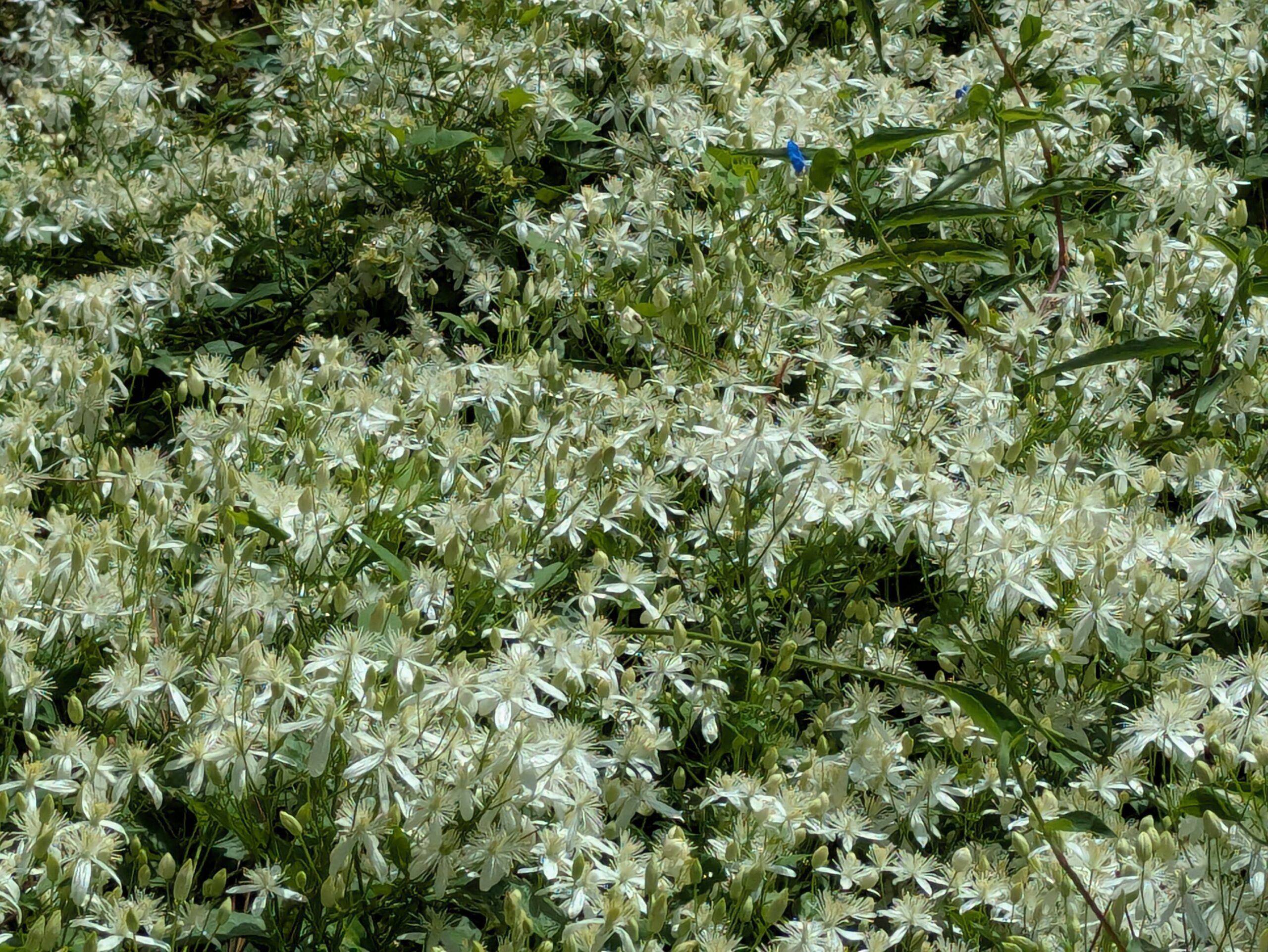 一面に白い花を咲かせるセンニンソウの群生