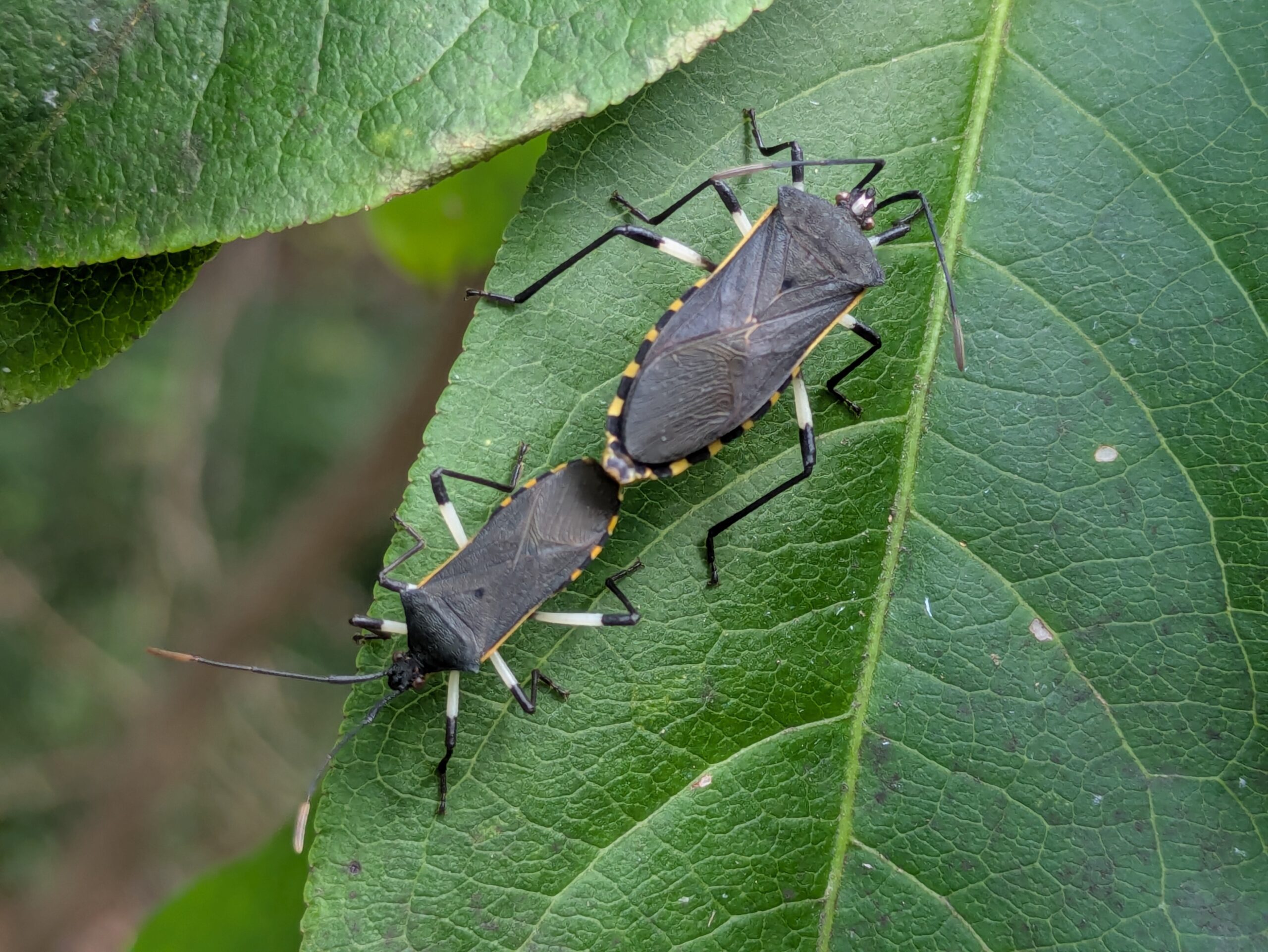 マユミの葉にいたキバラヘリカメムシの成虫