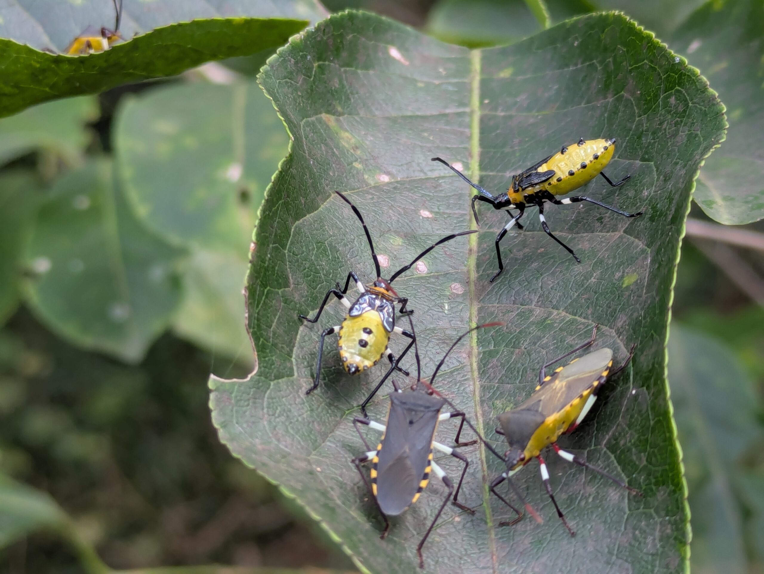 マユミの葉に集まるキバラヘリカメムシの幼虫と成虫