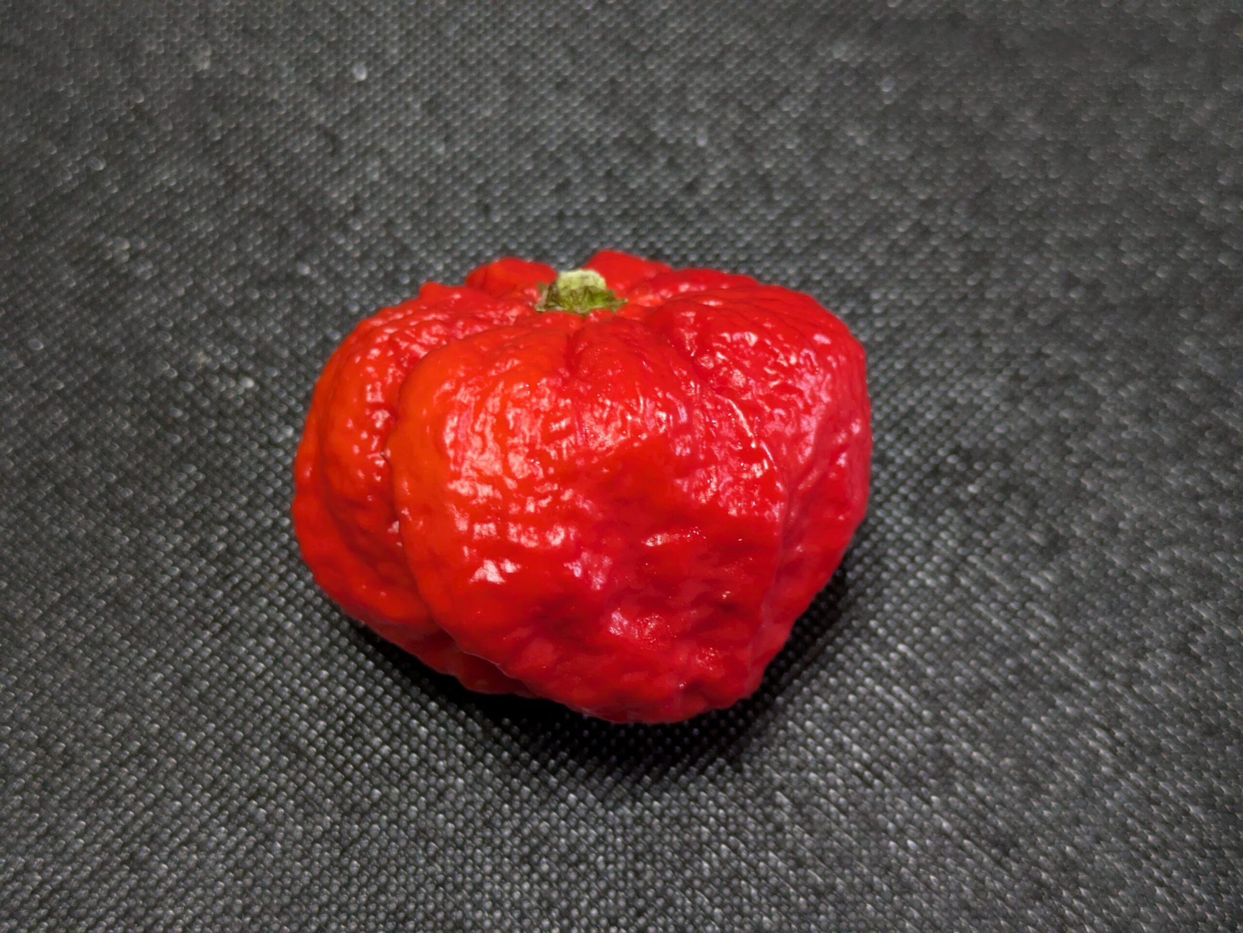 ほがらか村で購入した直径約3cmの赤い生ハバネロ