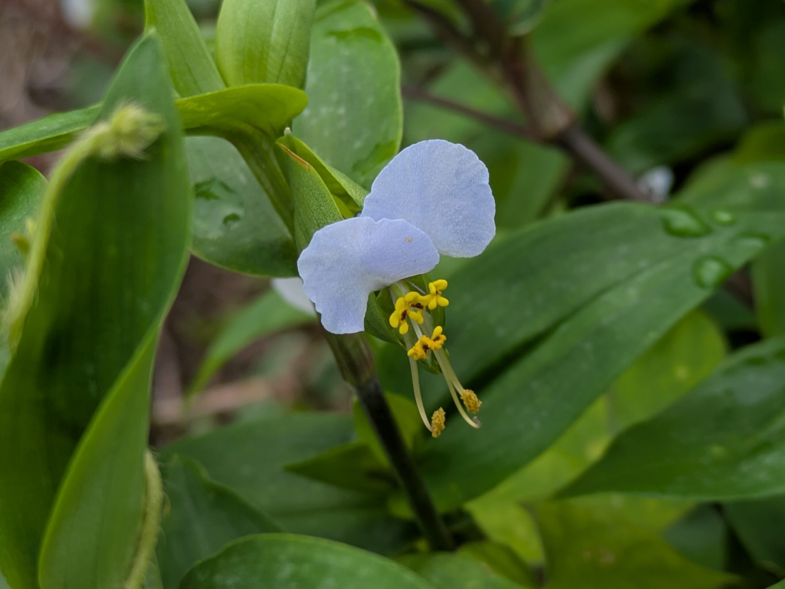 薄い水色の花を咲かせるツユクサ