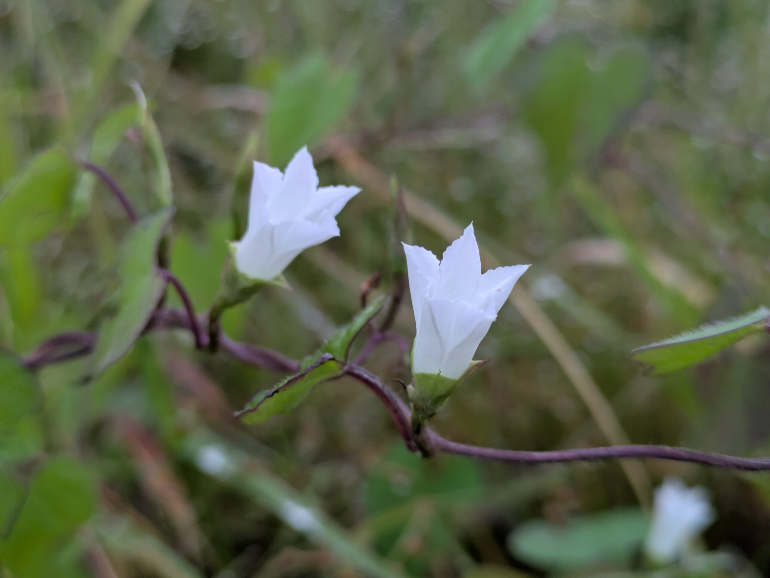 白い花とハート形の葉を持つマメアサガオ