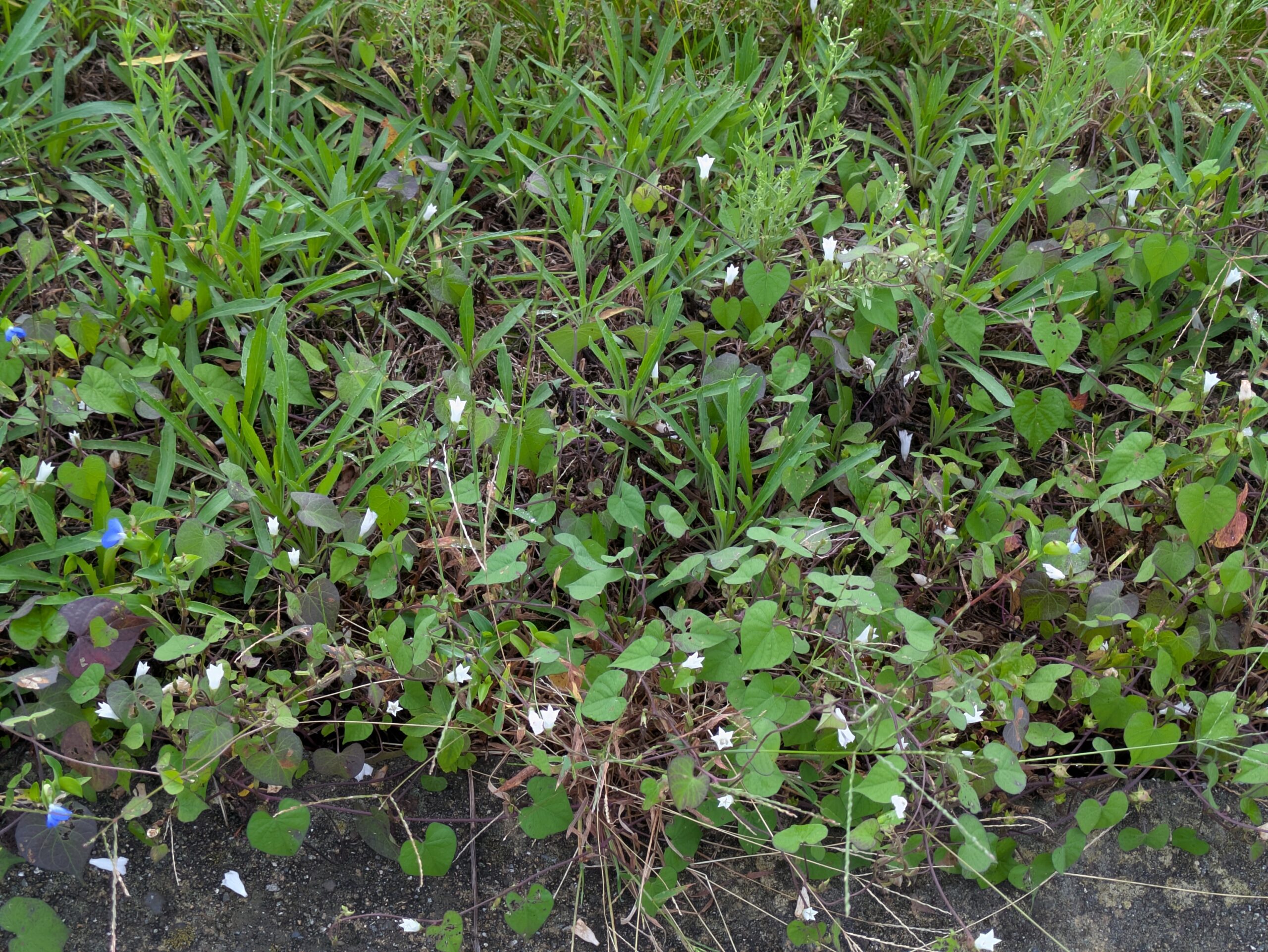 田んぼ周辺の草むらに咲くマメアサガオ