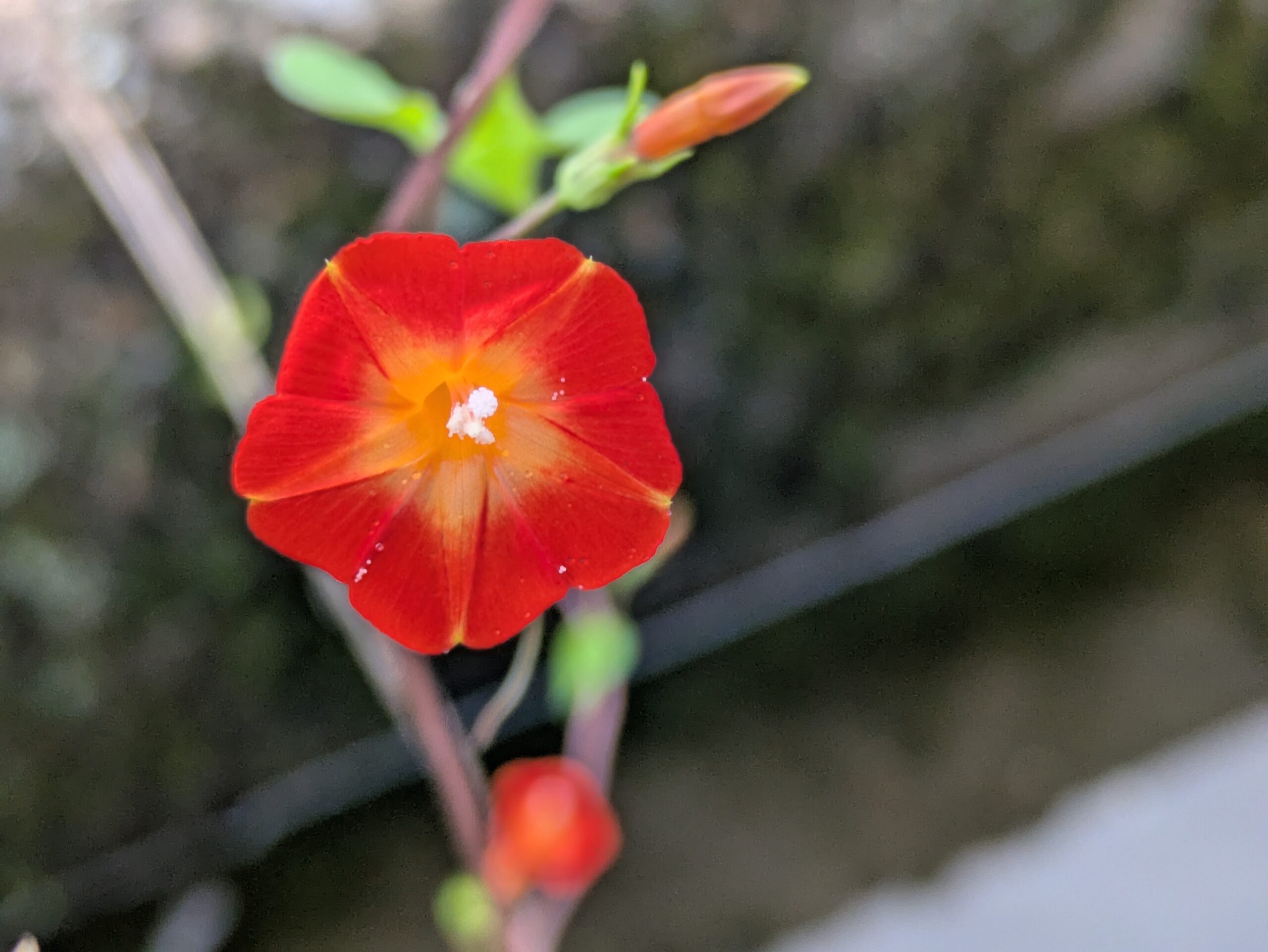 近くから見たマルバルコウソウの花