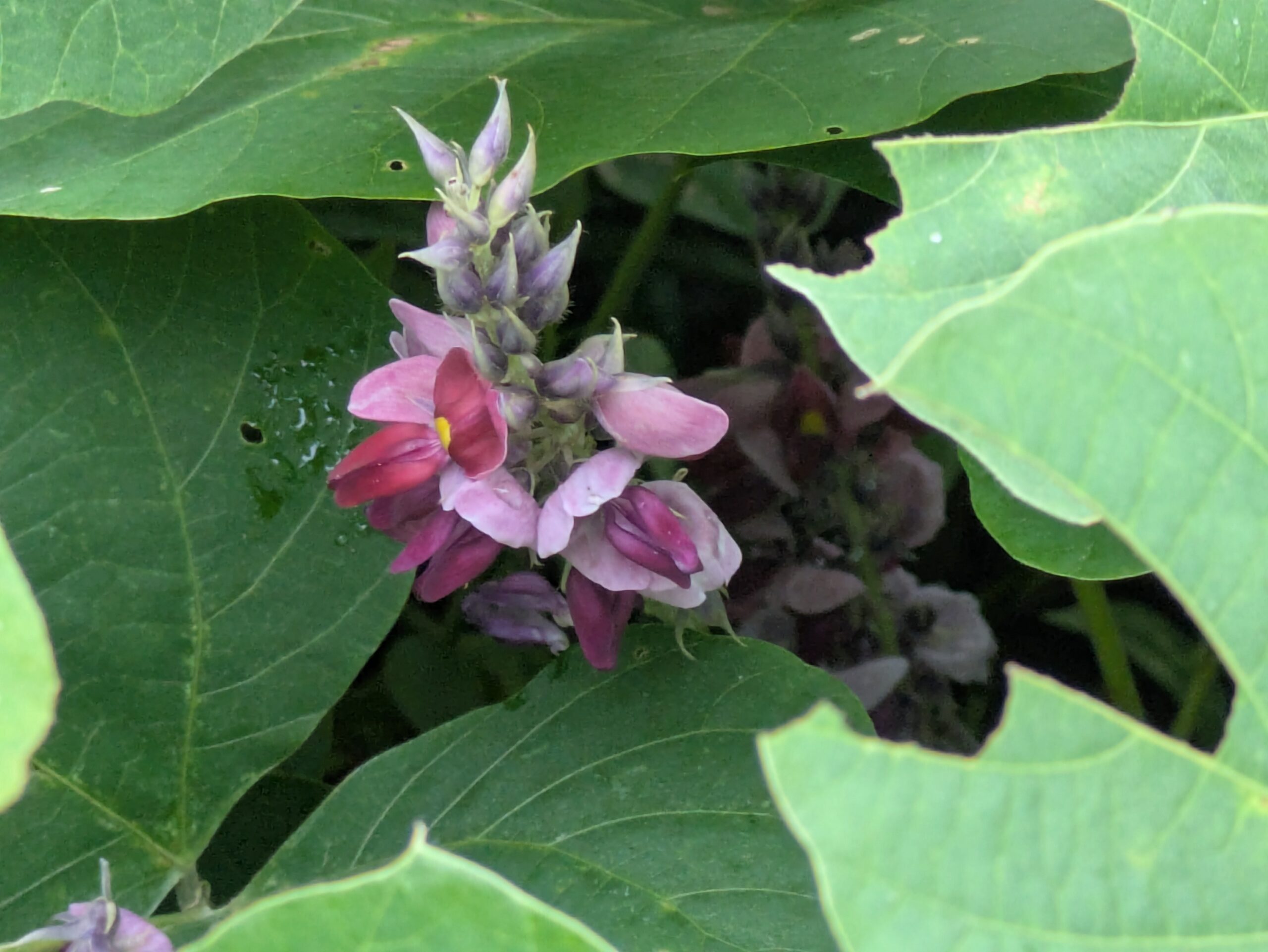 田んぼ横の草地で葉の下に咲いていたクズの花