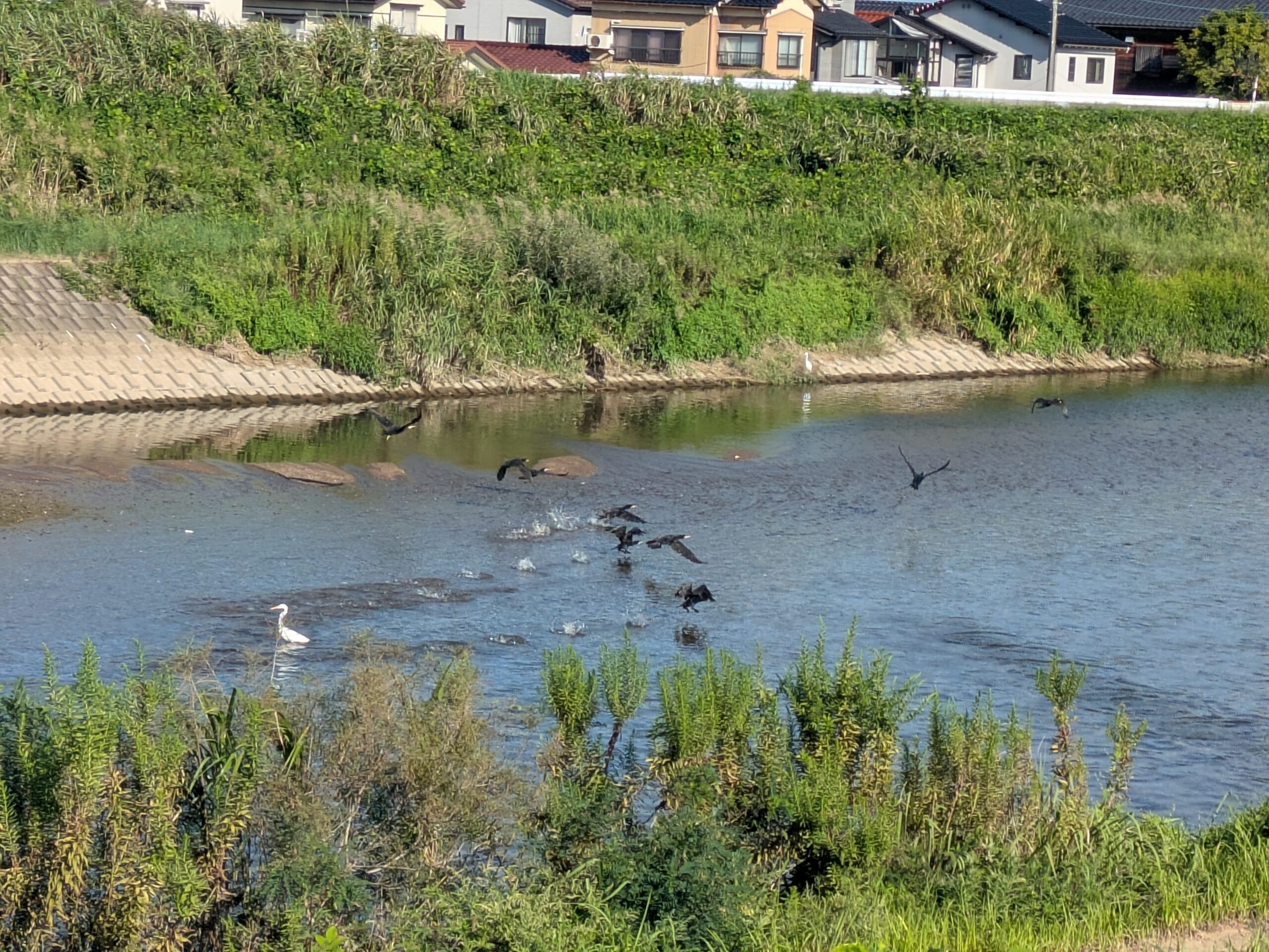 浅野川の水面から飛び立つカワウの群れ