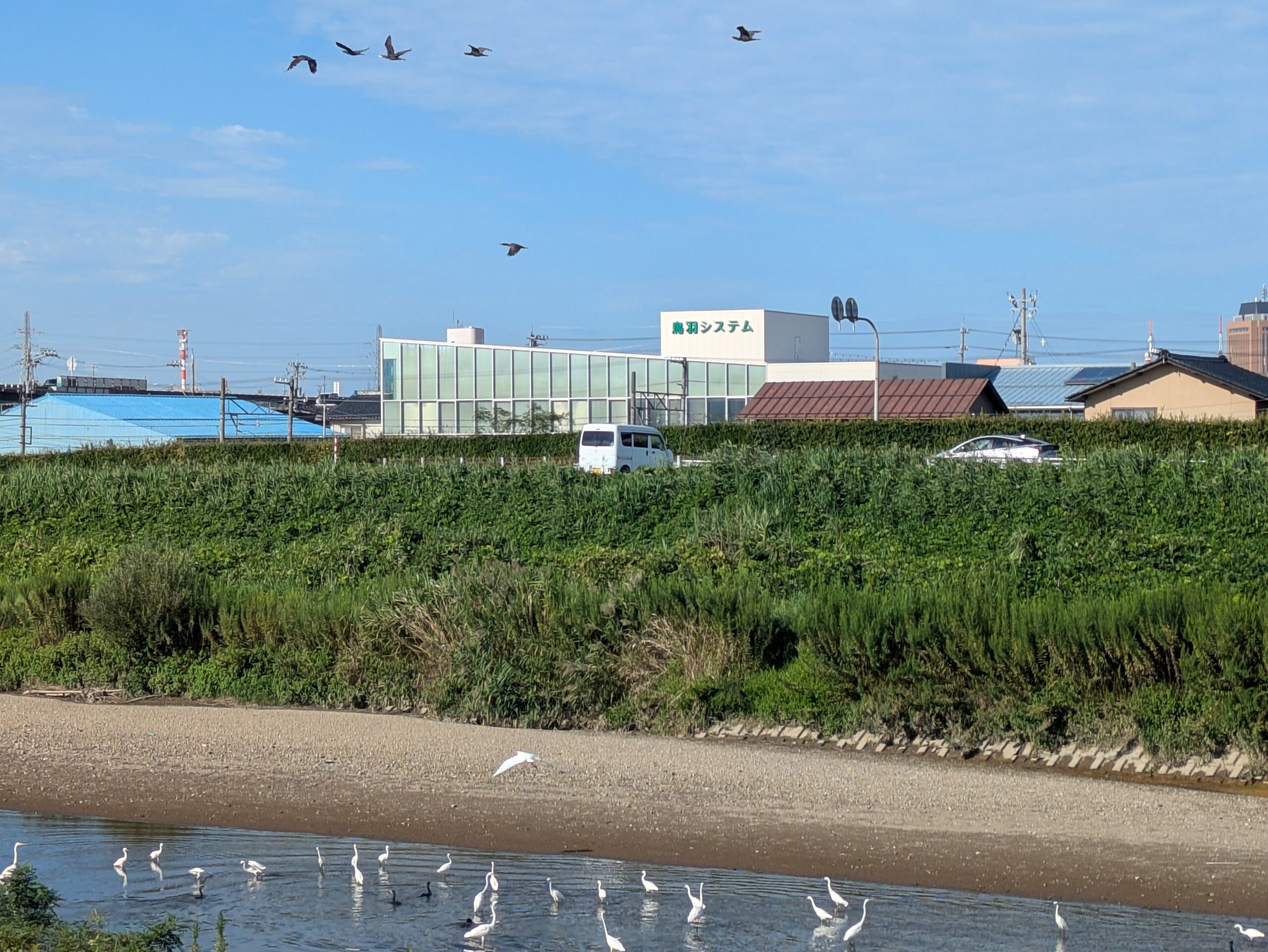 浅野川で一緒に行動するシラサギとカワウの群れ