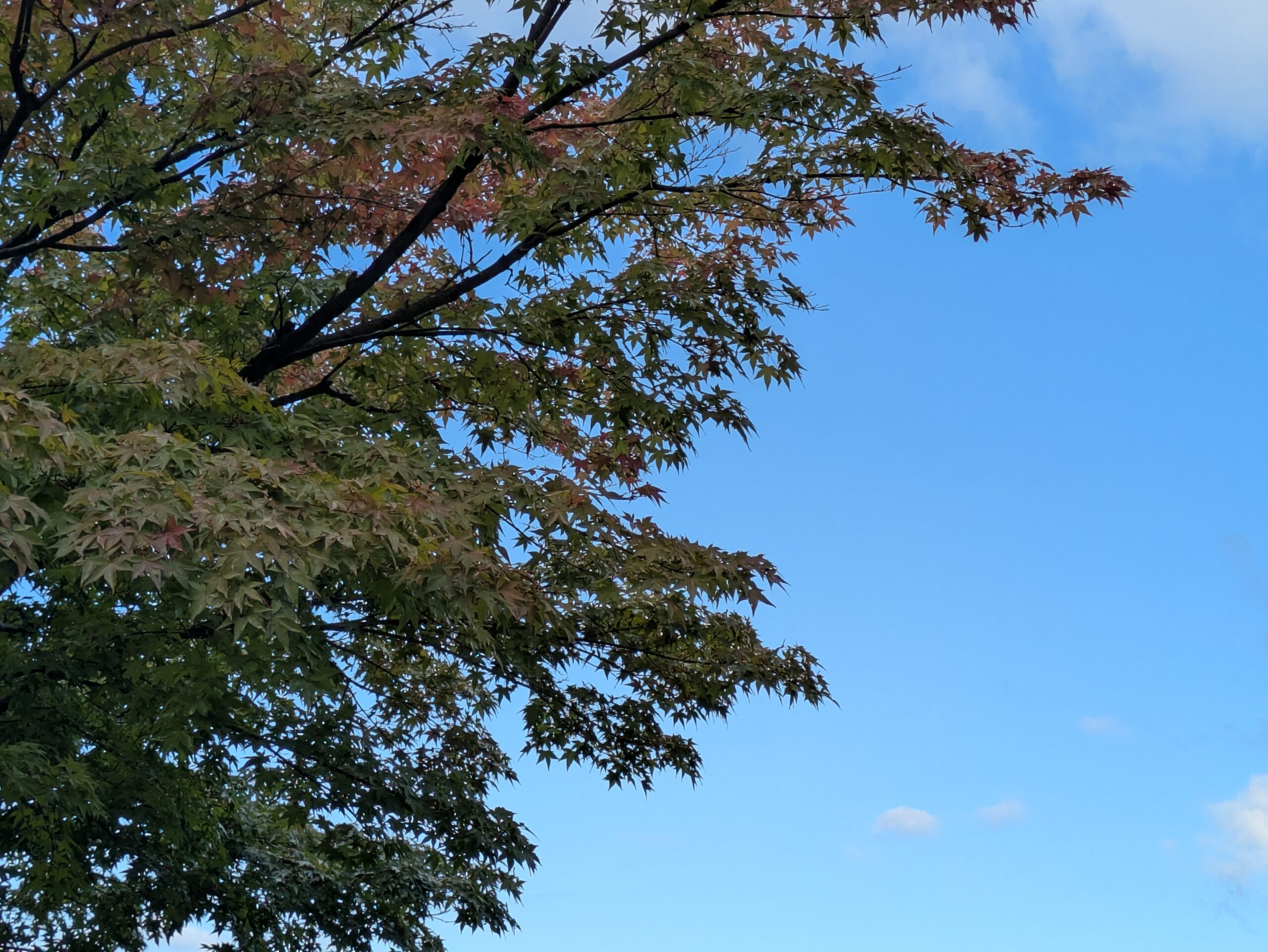 9月下旬に少し色づき始めた石川県森林公園のモミジ