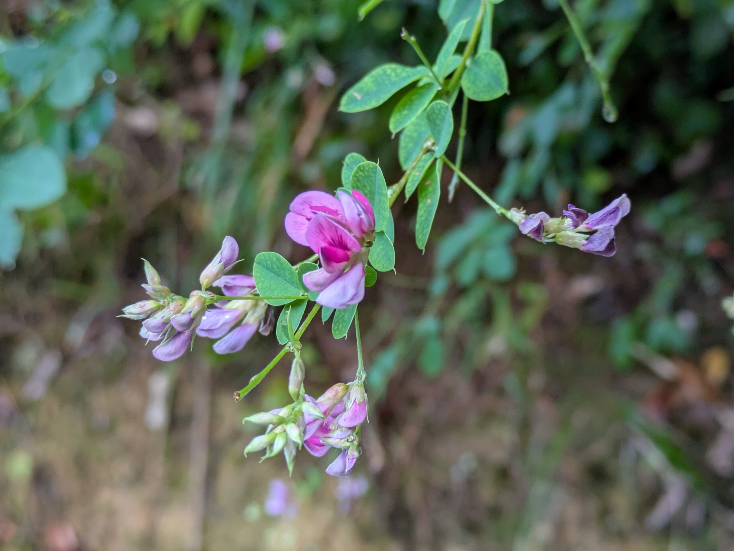 石川県森林公園で9月に咲いていたハギの花