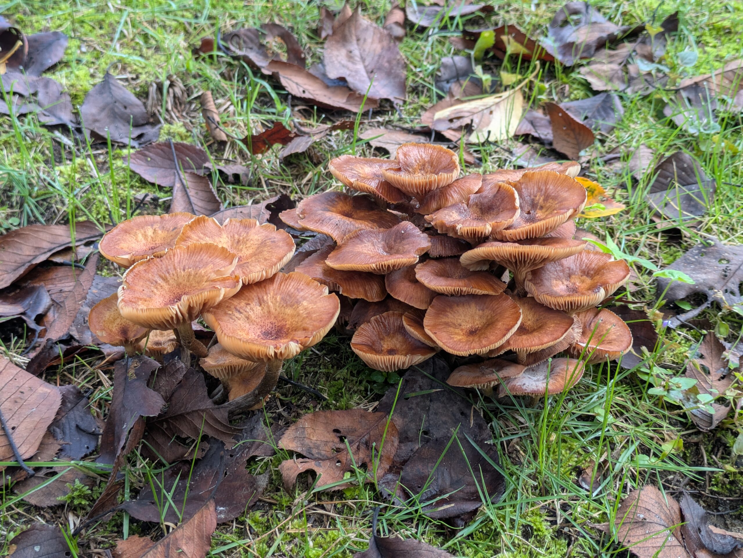9月の石川県森林公園にまとまって生えていた茶色いキノコ