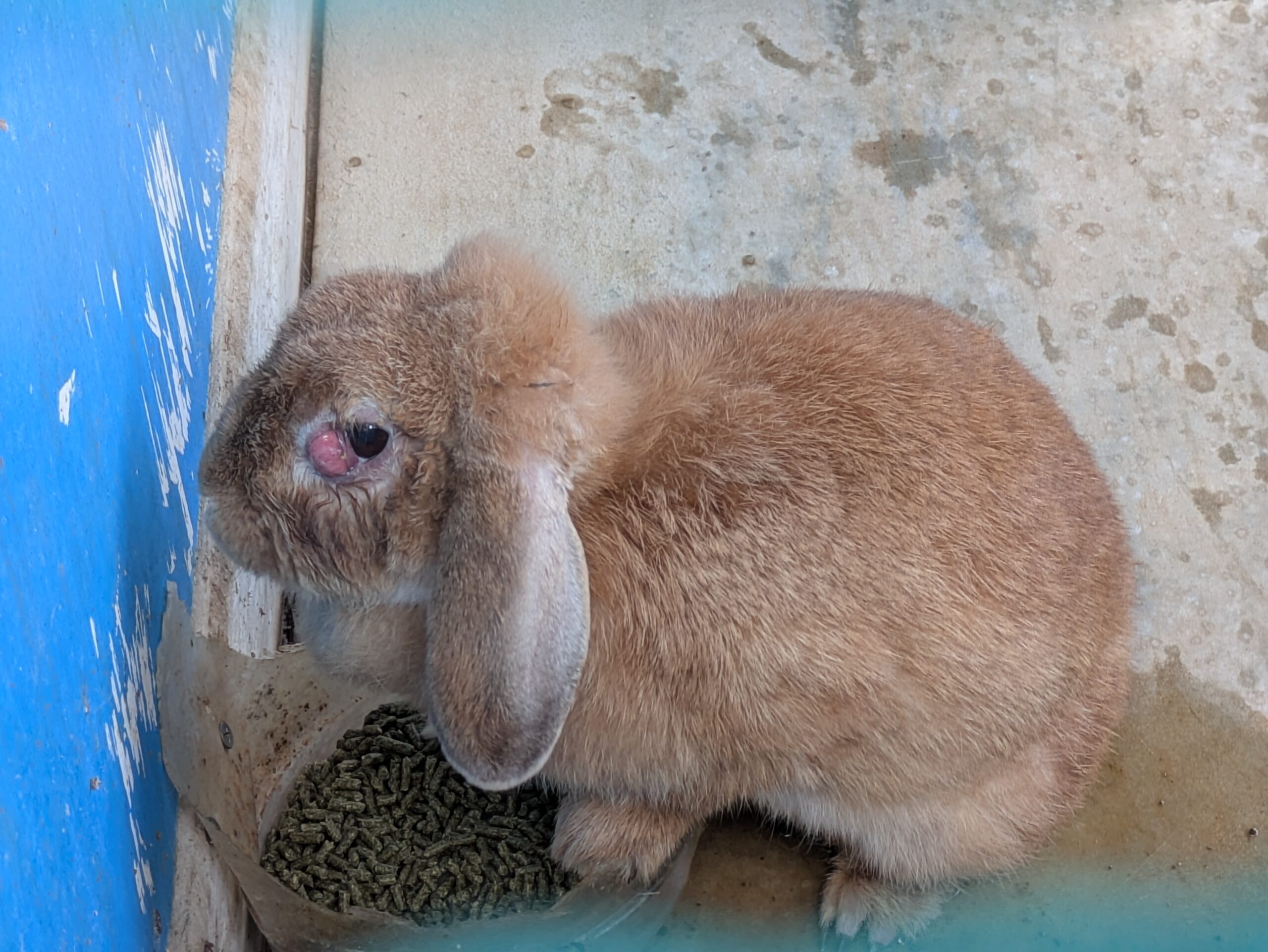 石川県森林公園の森林動物園で飼育されているウサギ