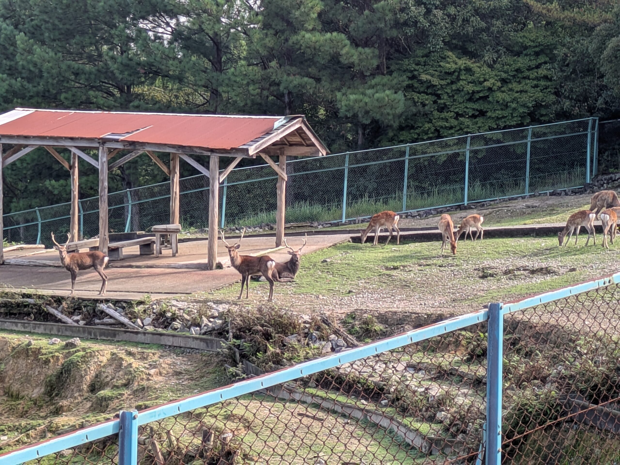 石川県森林公園の森林動物園で飼育されているニホンジカ