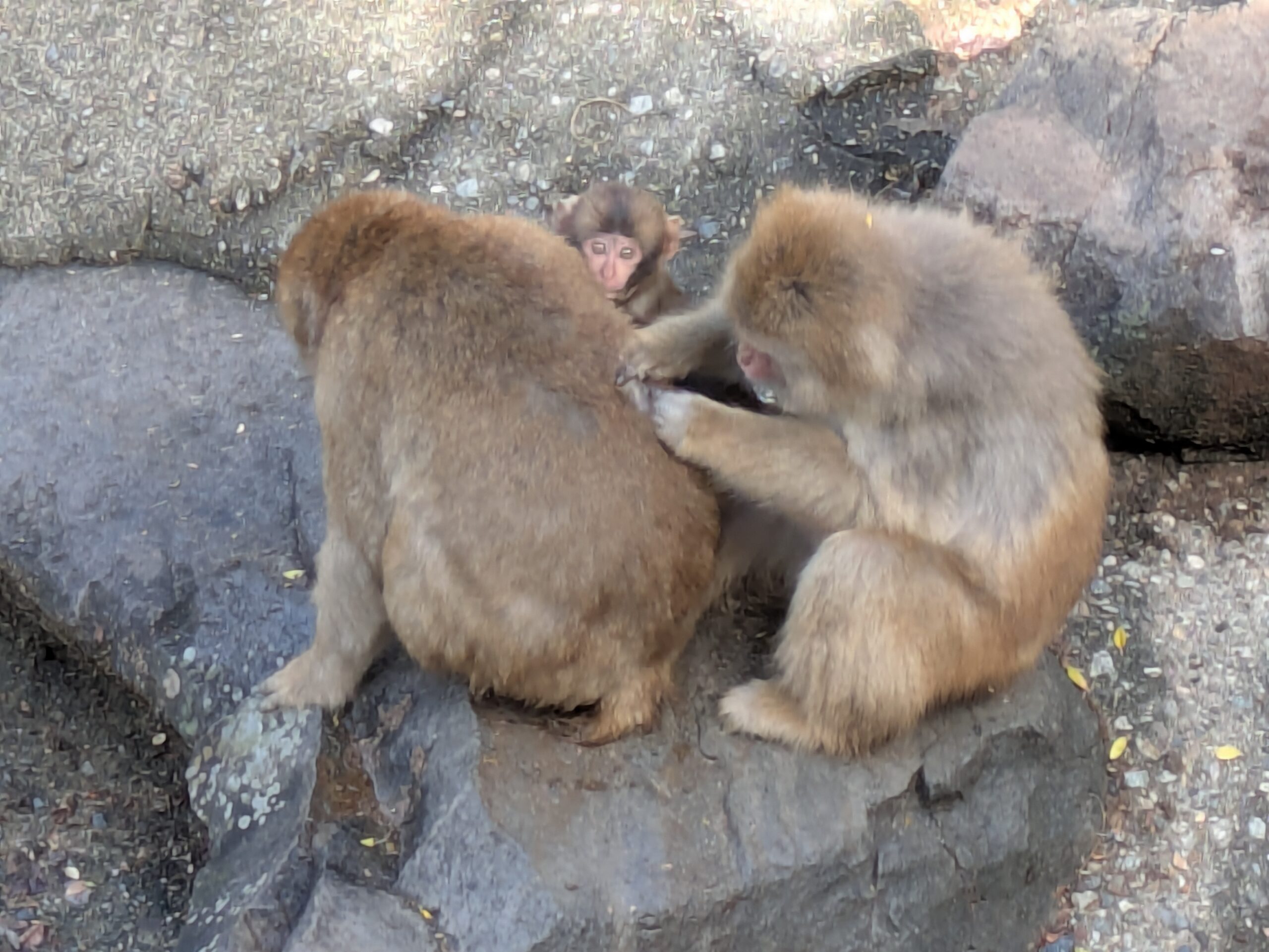 毛づくろいをする森林動物園のニホンザル