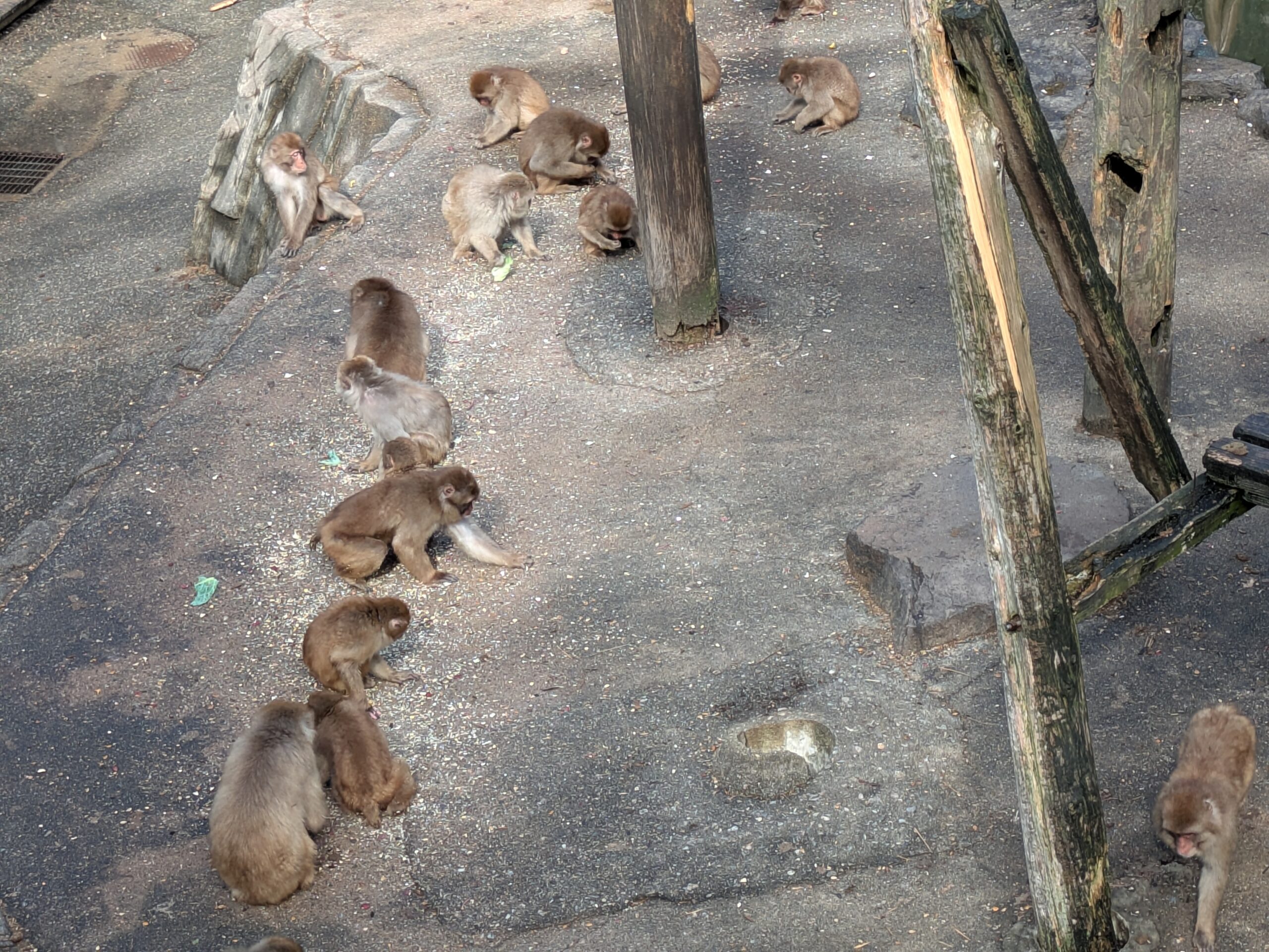 猿山で餌を食べるたくさんのニホンザル