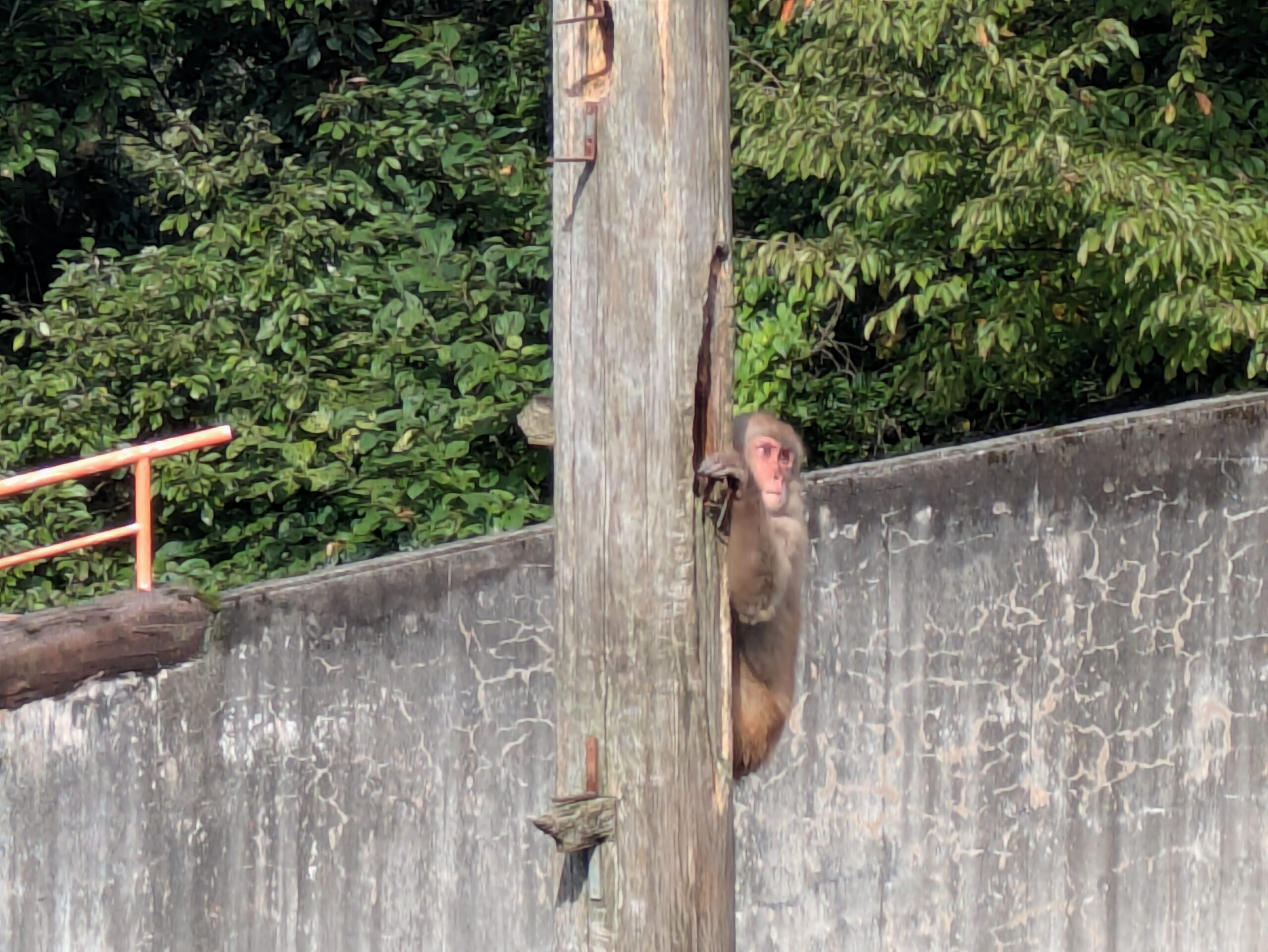 柱に登る石川県森林公園のニホンザル
