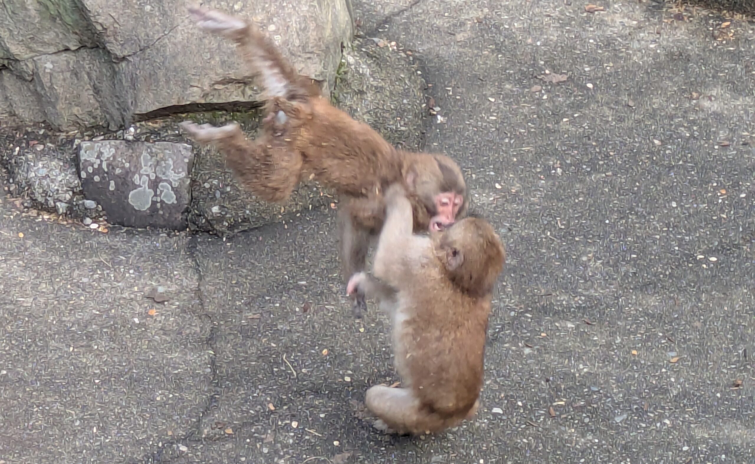 石川県森林公園の森林動物園でじゃれ合うニホンザル