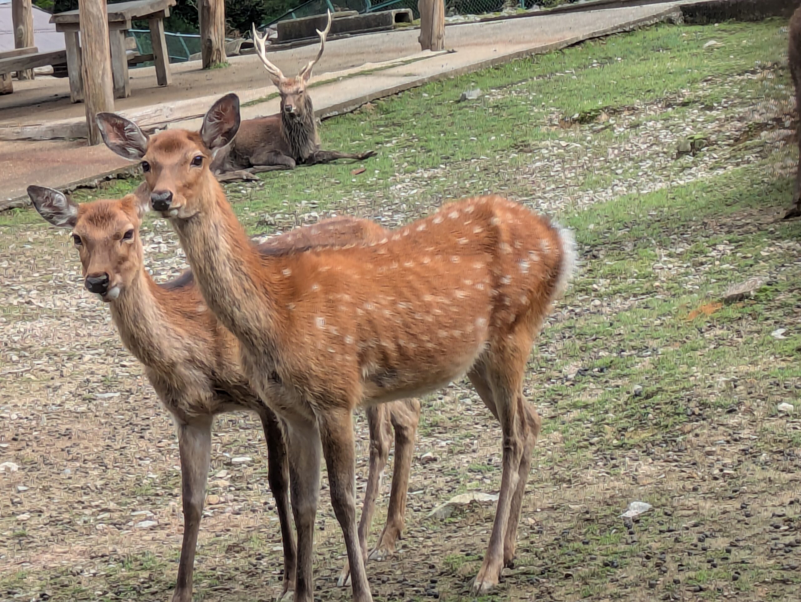 森林動物園でこちらを見るニホンジカ