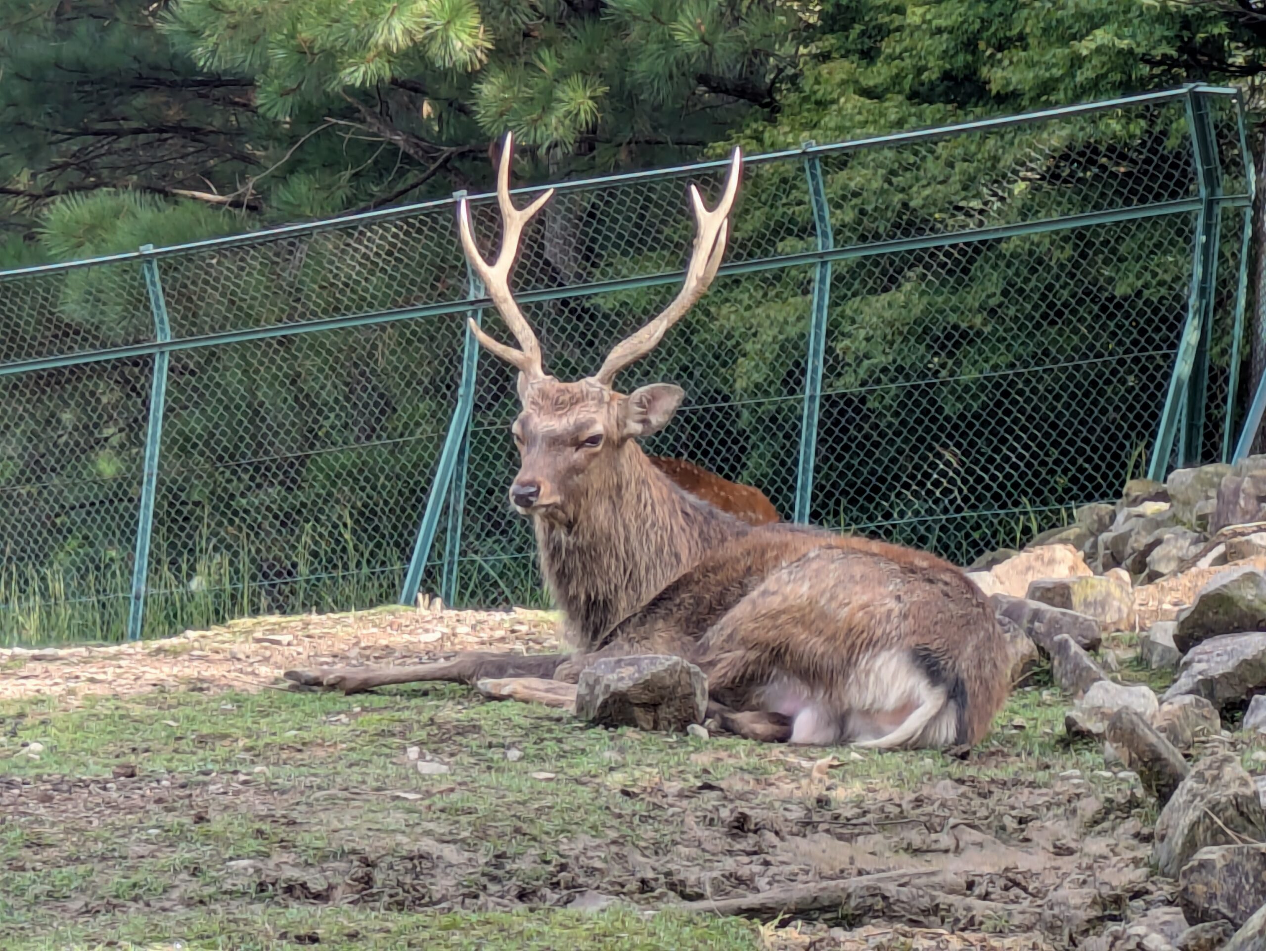大きな角を持つ森林動物園のニホンジカ