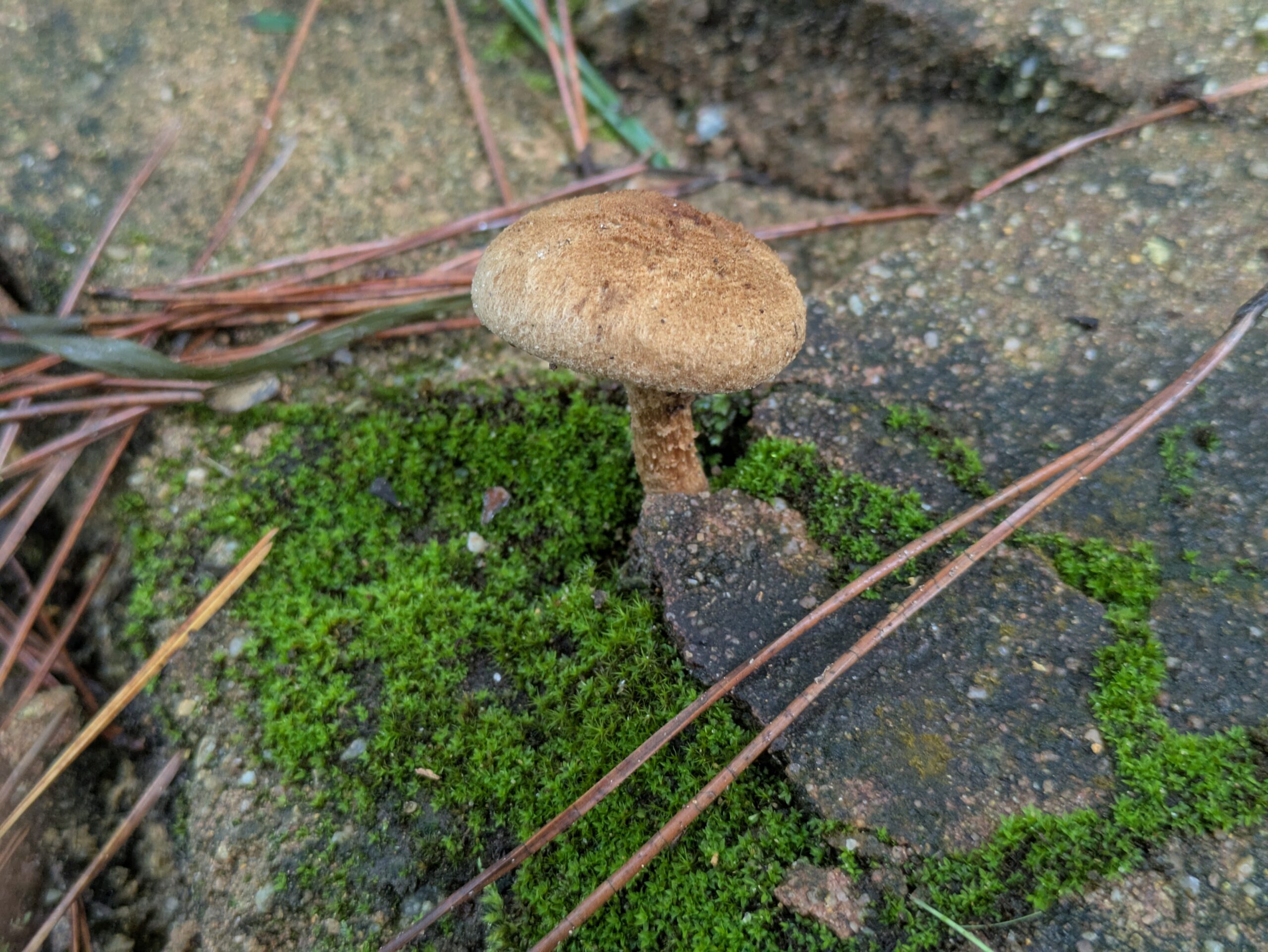 石川県森林公園の苔の近くに生えていた茶色いキノコ