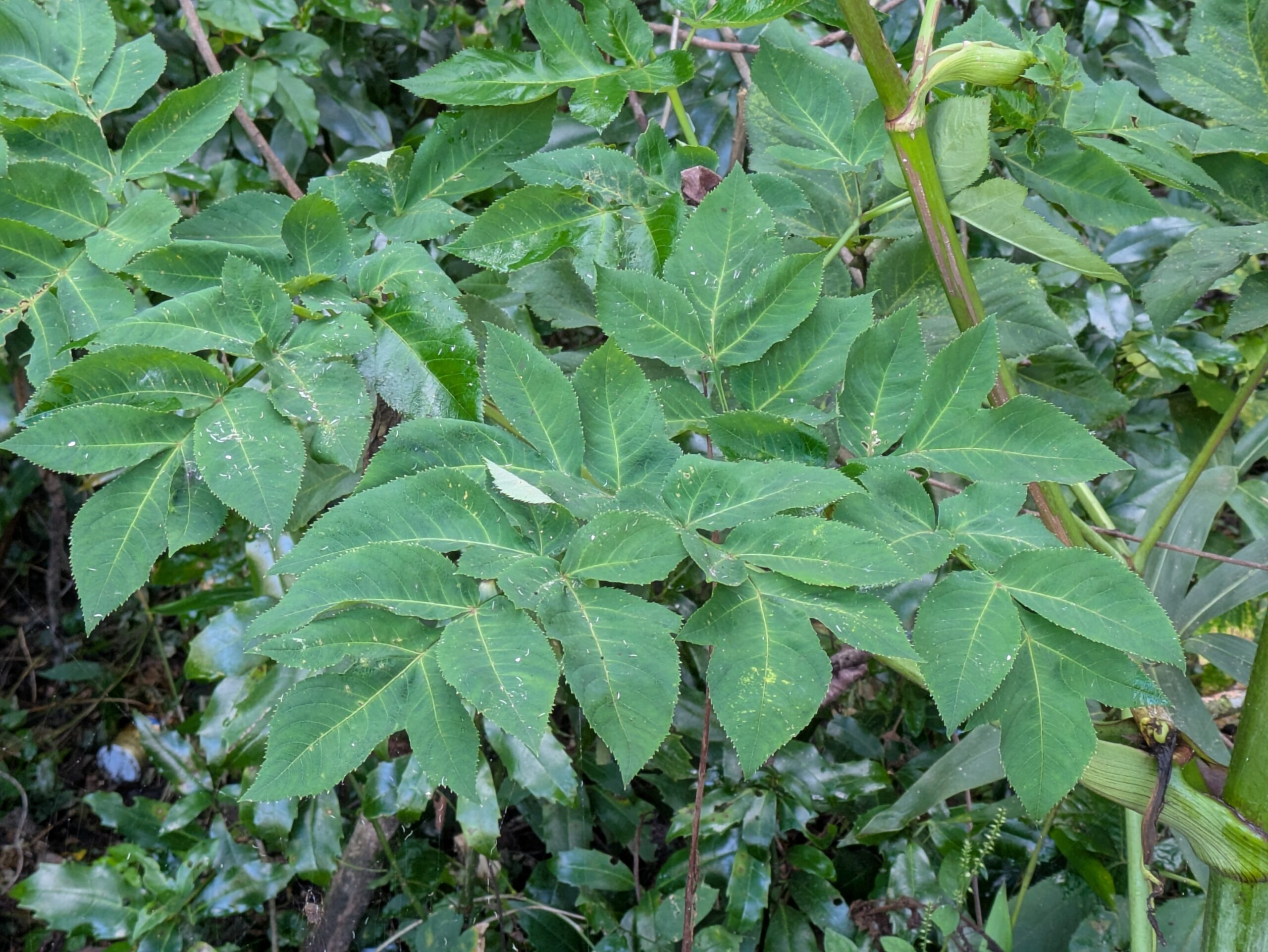 森林公園で見つけた大型のセリ科植物の葉