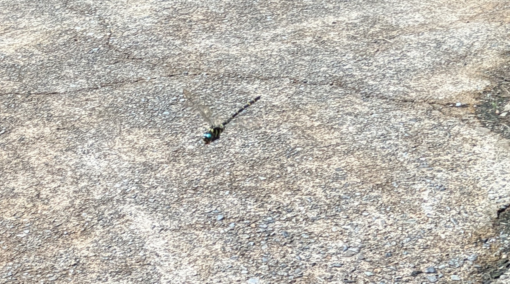 飛んでいるオニヤンマ
