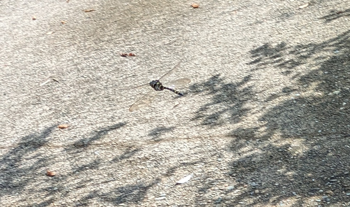 道の上を飛ぶオニヤンマ