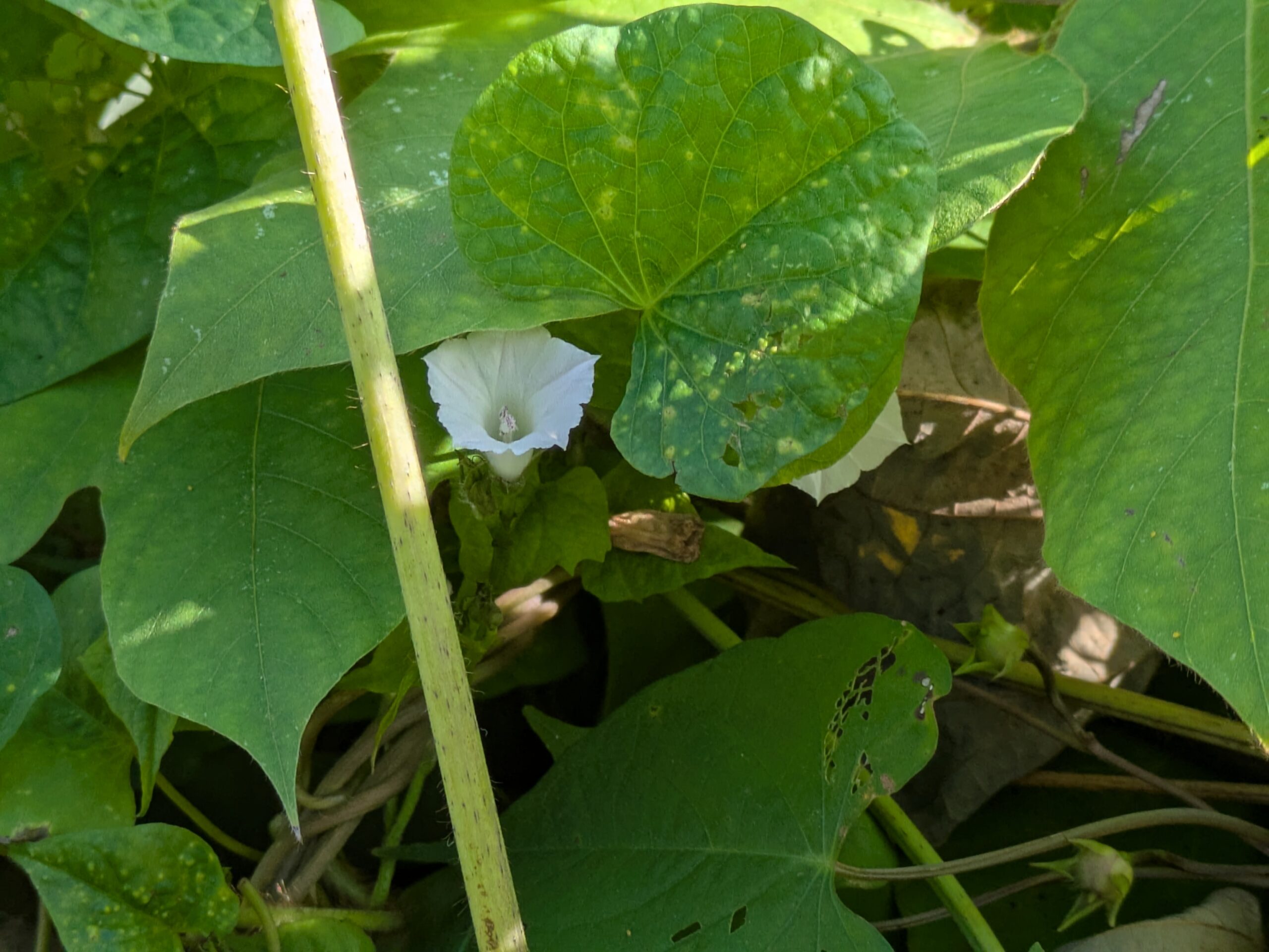 伏見川沿いに咲く小さな白いマメアサガオ