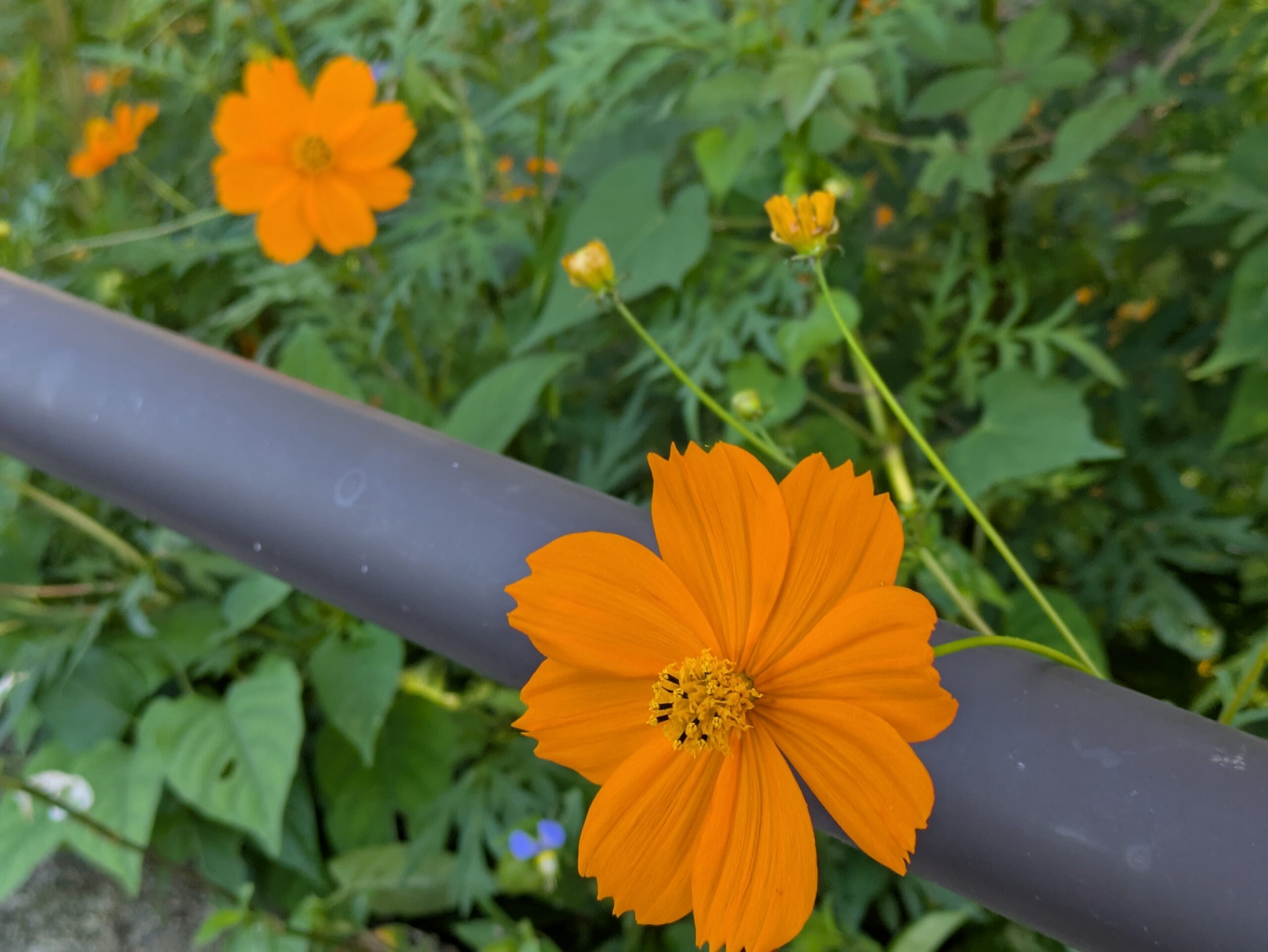 オレンジ色の花を咲かせるキバナコスモス