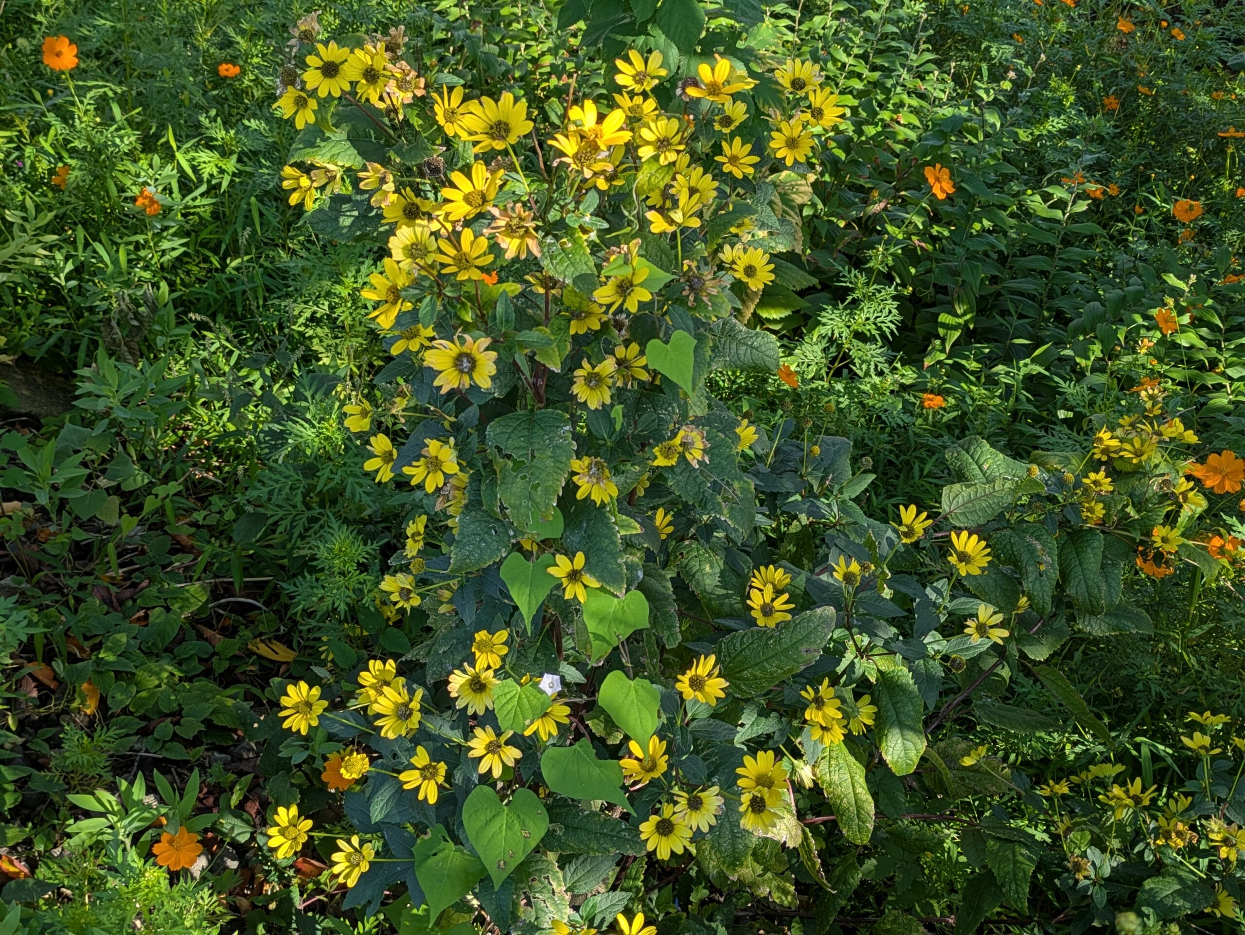 伏見川沿いに咲くキクイモモドキの黄色い花