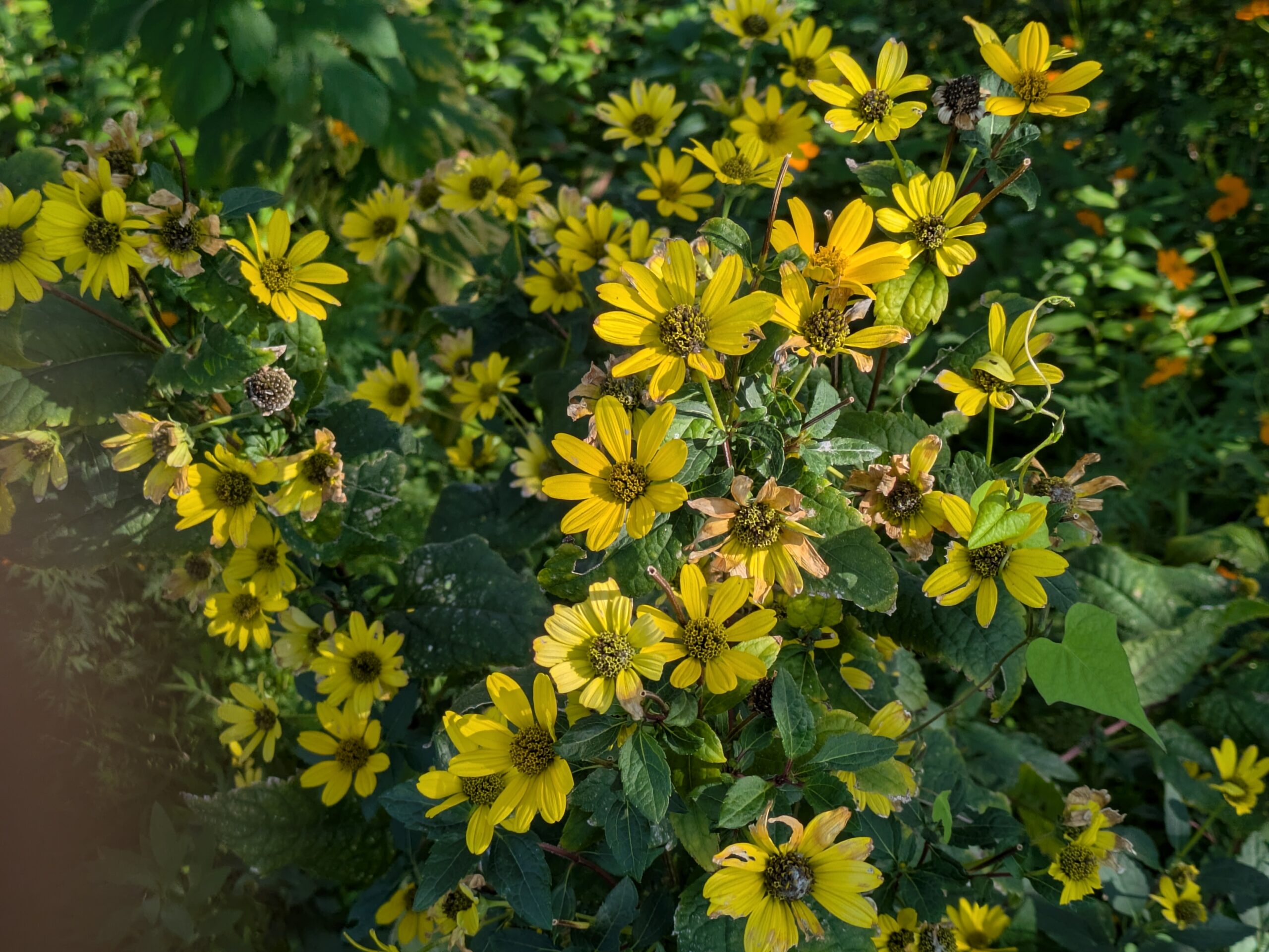 キクイモモドキの黄色い花のアップ